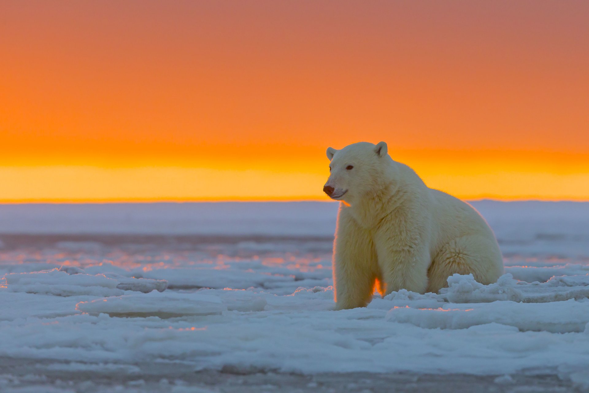 polar bear sunset ice desert arctic national park alaska