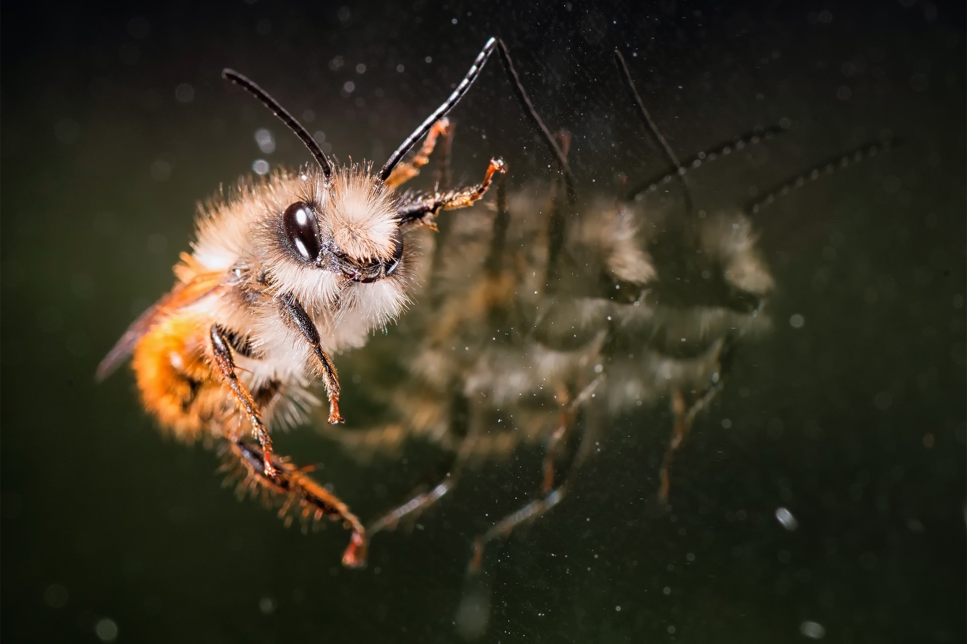 bee glass reflection