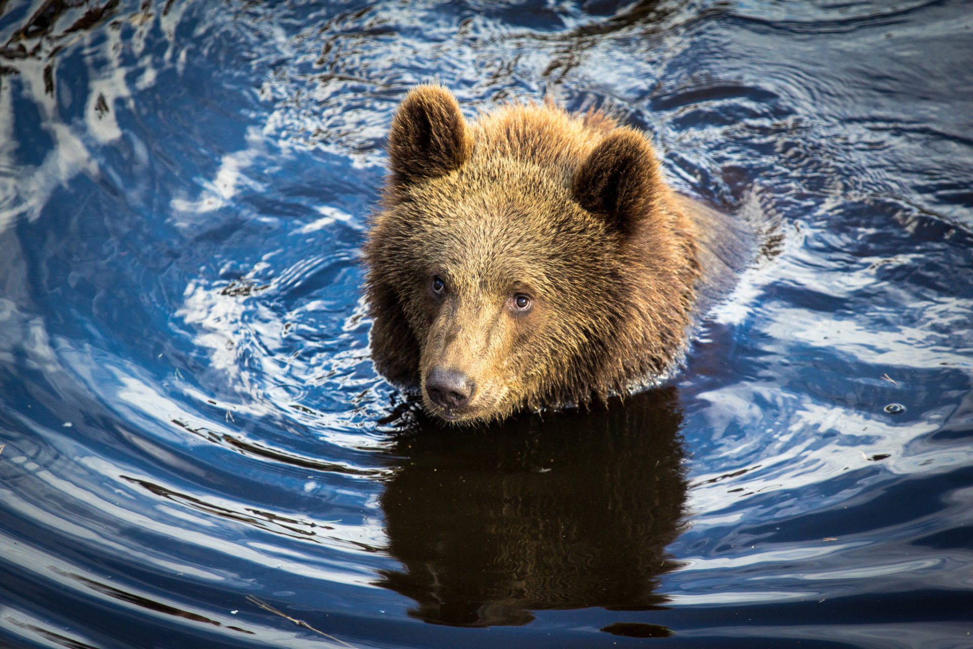 water bear bear cub