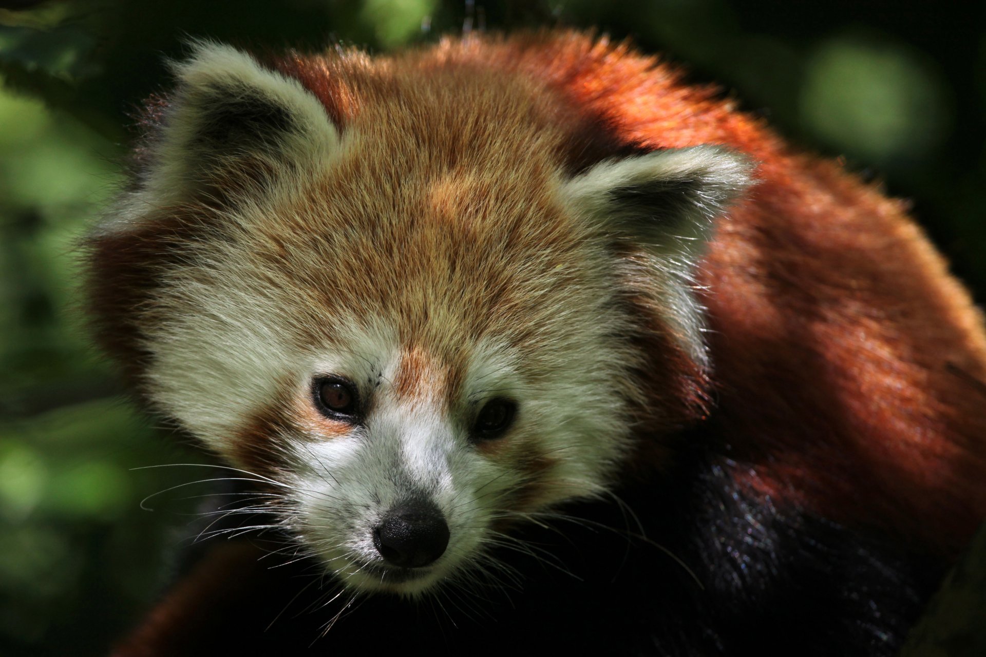 panda rouge panda rouge mignon plus grand plus grand chat alimentaire feuilles pousses bambou nature animaux voyage ma planète flou bokeh fond d écran