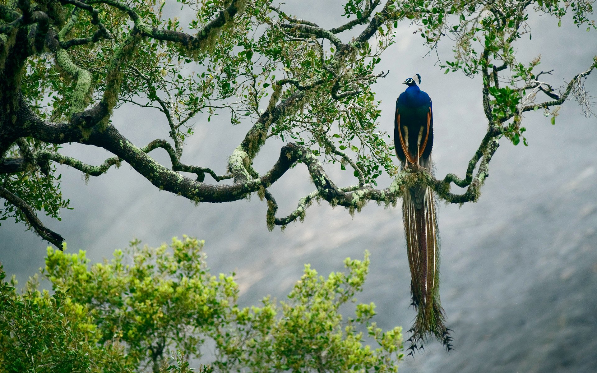 oiseau plumes peinture arbre branche paon indien parc national de yala sri lanka