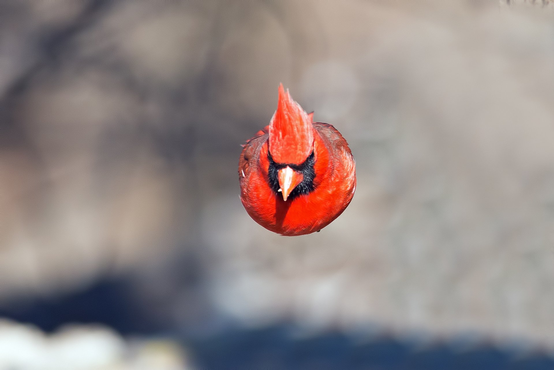 poultry cardinal feathers beak flowers flight