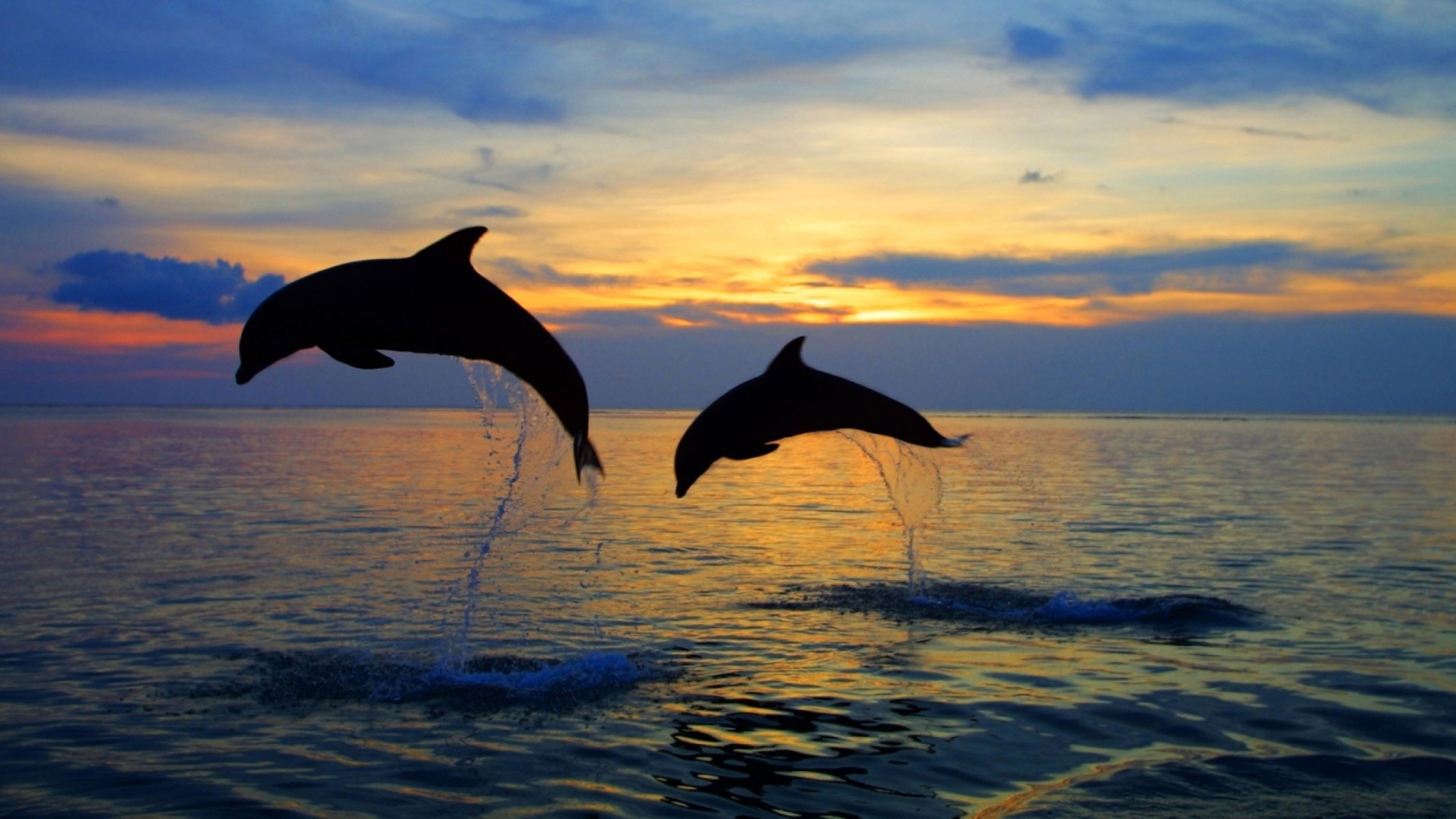 silhouette dauphins mer saut éclaboussures eau couple horizon ciel nature soirée coucher de soleil beau fond voyage ma planète bokeh fond d écran