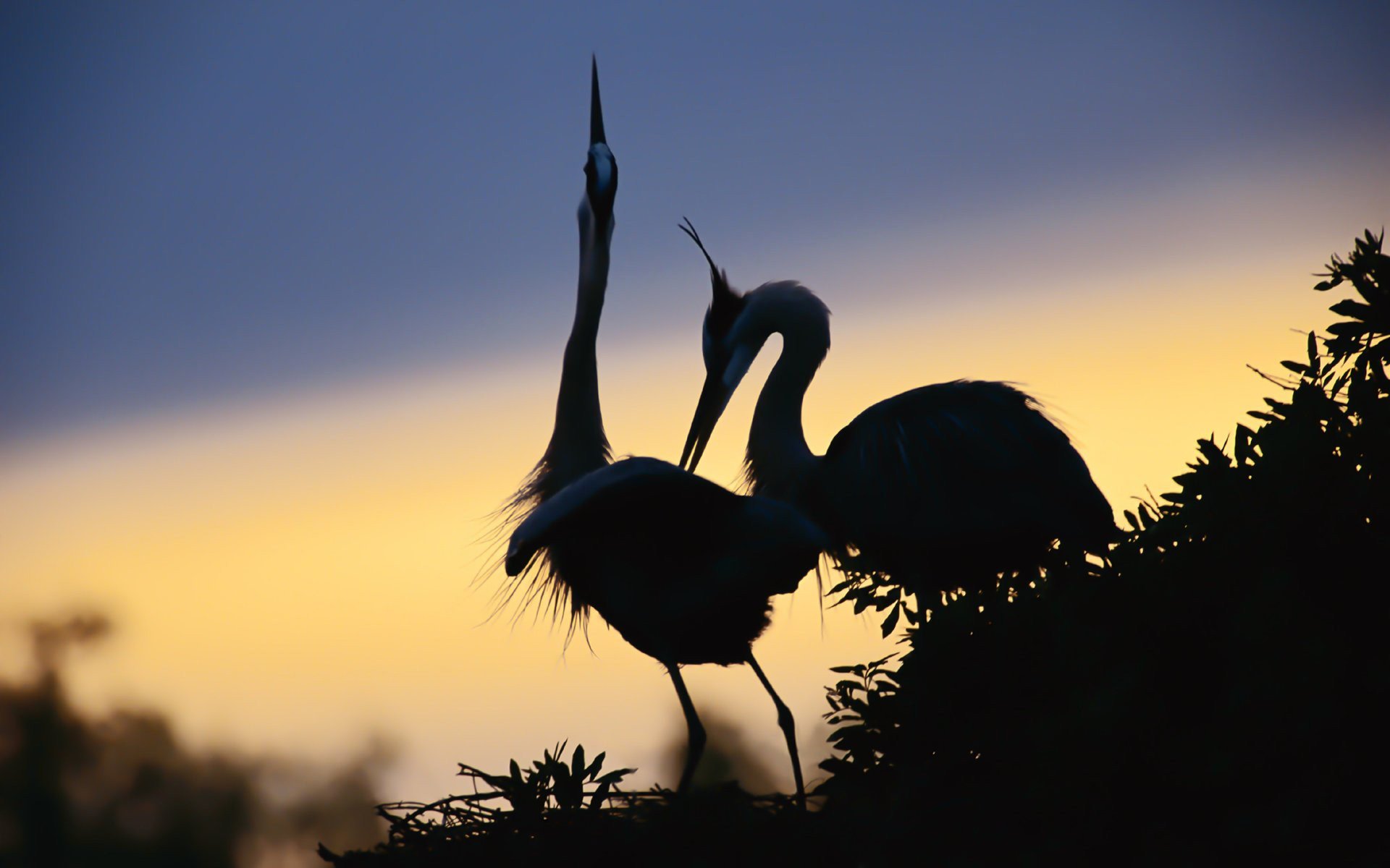 oiseaux héron bec cou jambes traits silhouettes couple nid ciel