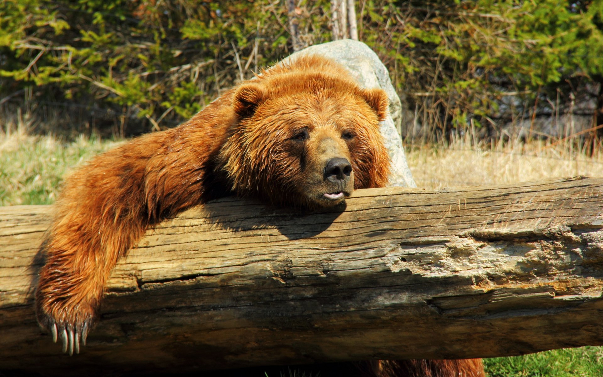 bär wald natur