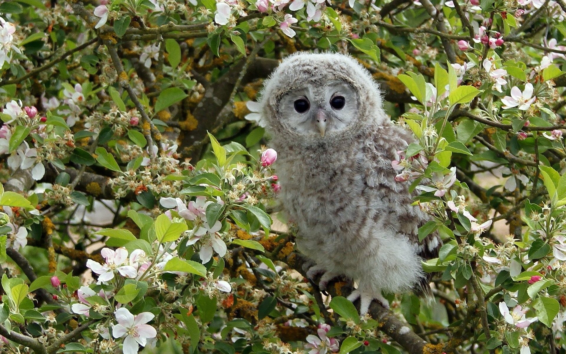 owl owlet poultry chick tree apple branches bloom flower