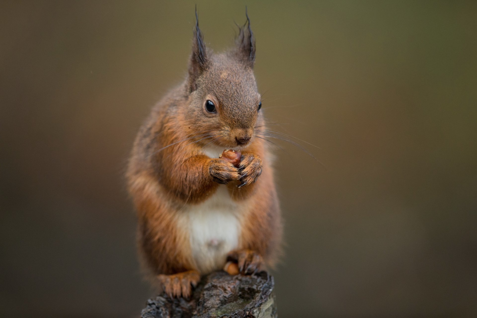 stumpf eichhörnchen nussbaum essen