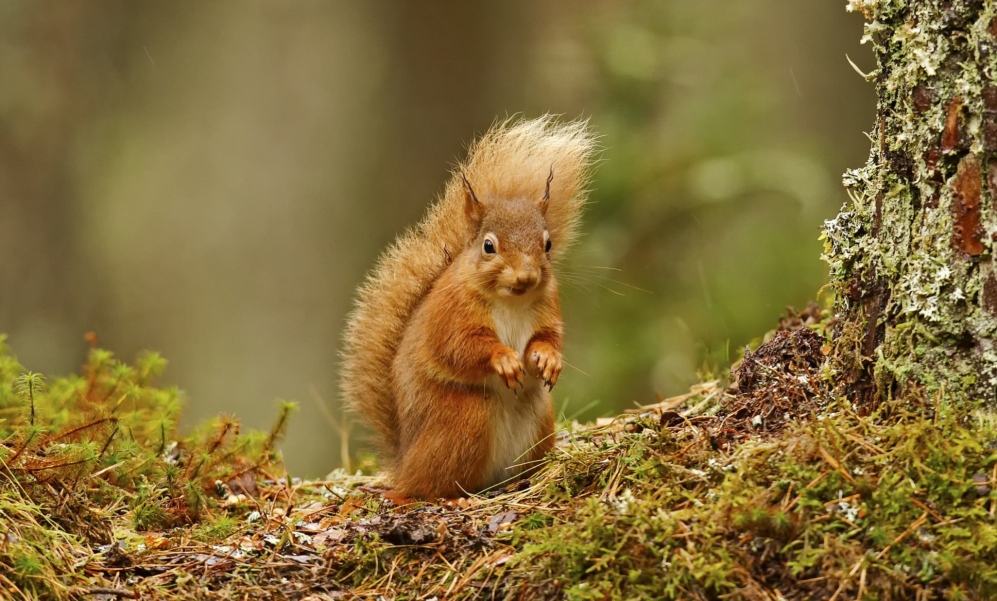 eichhörnchen rotschopf nadeln moos