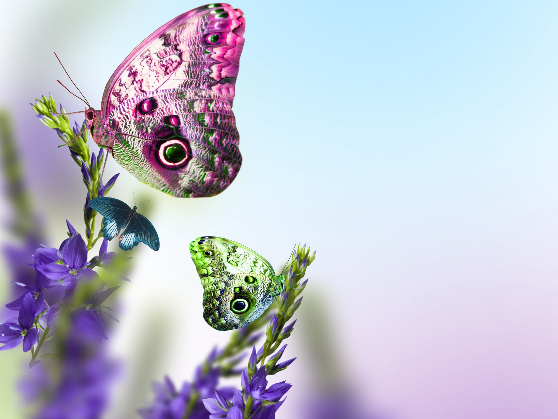 papillon concours d esprit fleurs bleu feuilles printemps fraîcheur beauté humeur douce bleu tiges printemps