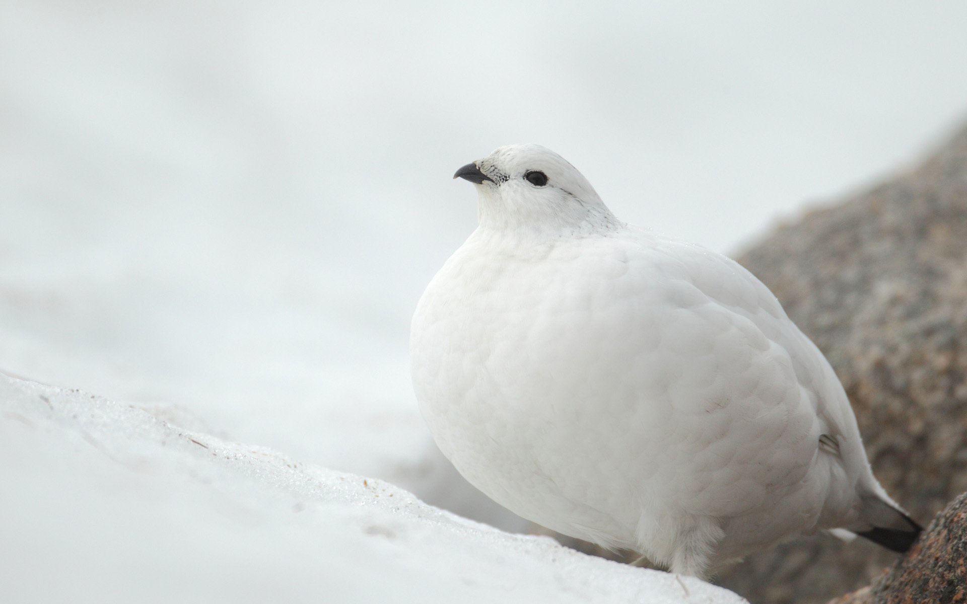 white partridge poultry snow