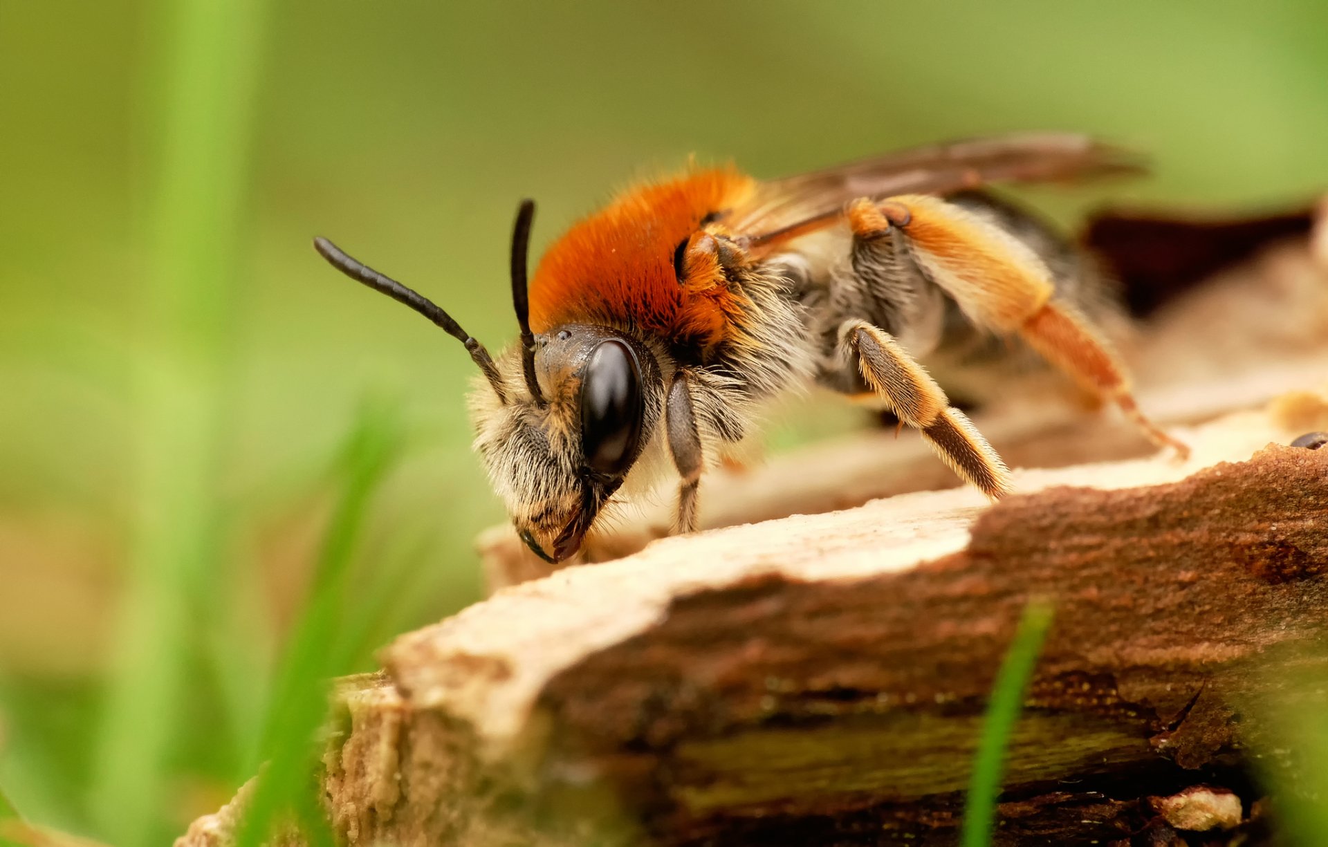 bee close up tree gra