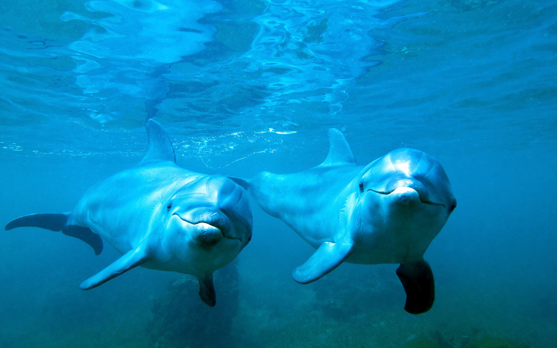 delfini acqua mare coppia