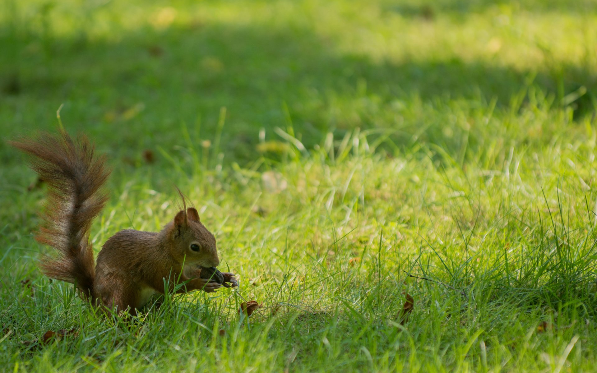 eichhörnchen nuss gras nagetier nagetier hintergrund tapete widescreen vollbild widescreen widescreen