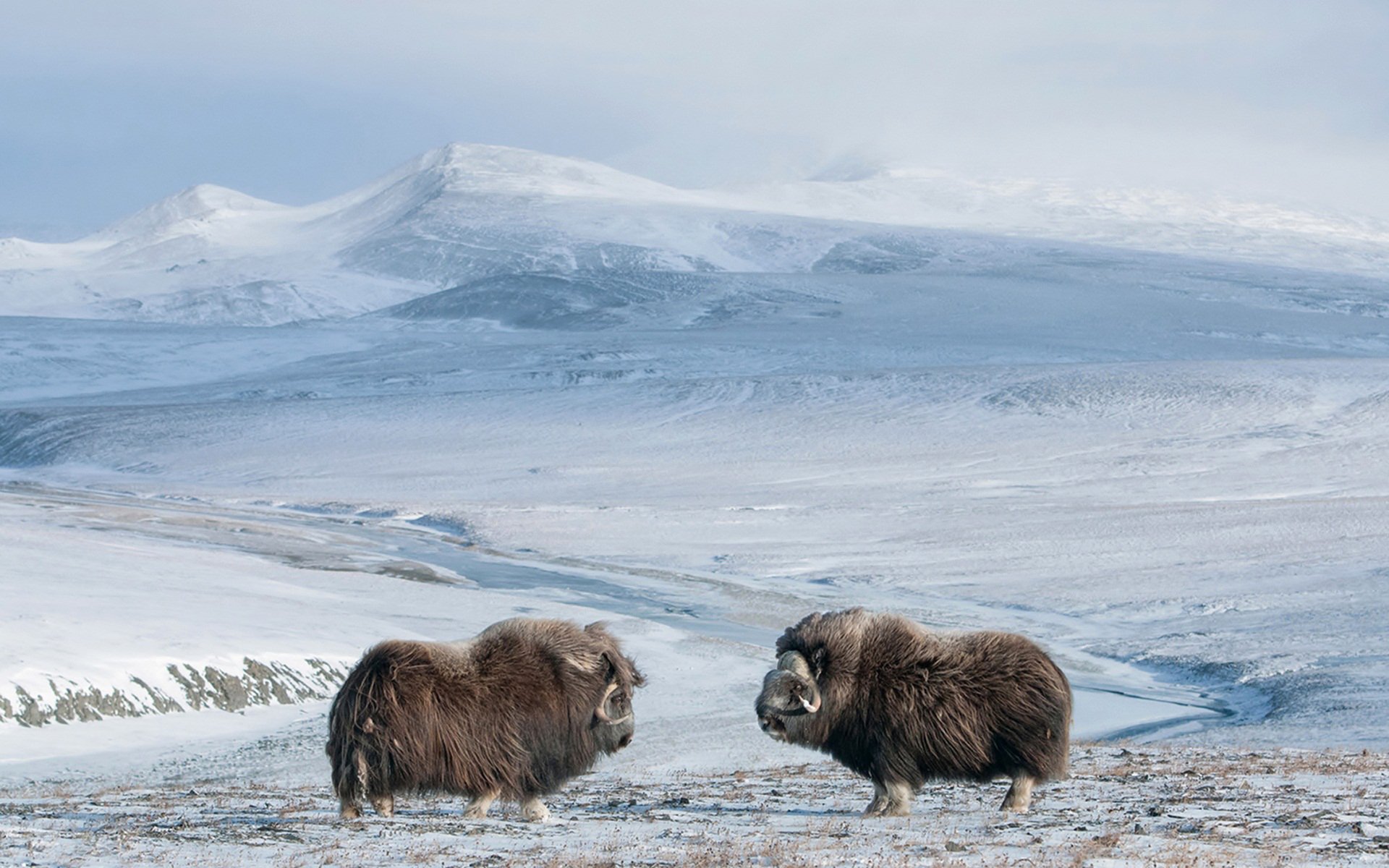 ky mountain snow nature muskox