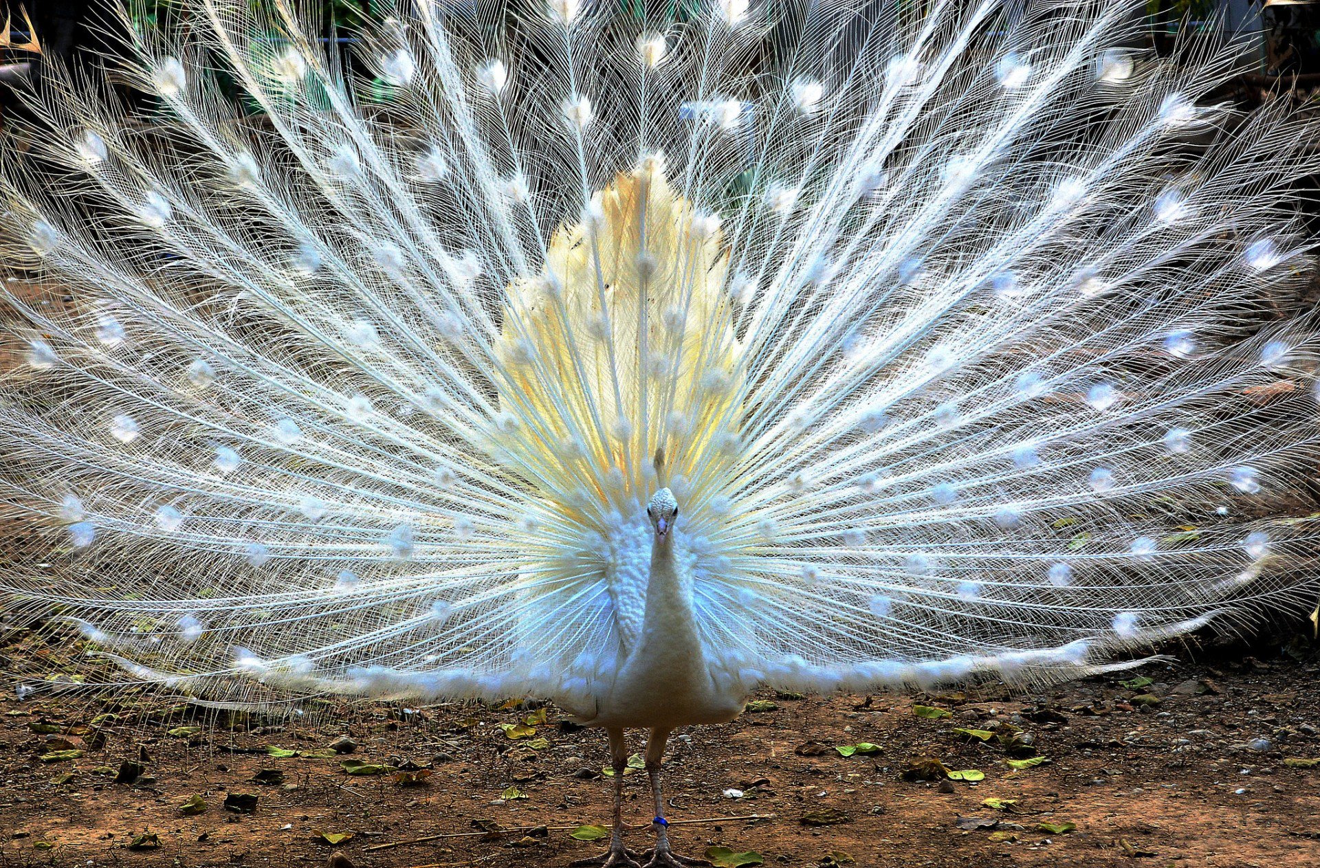 pájaro blanco pavo real cola plumas abanico