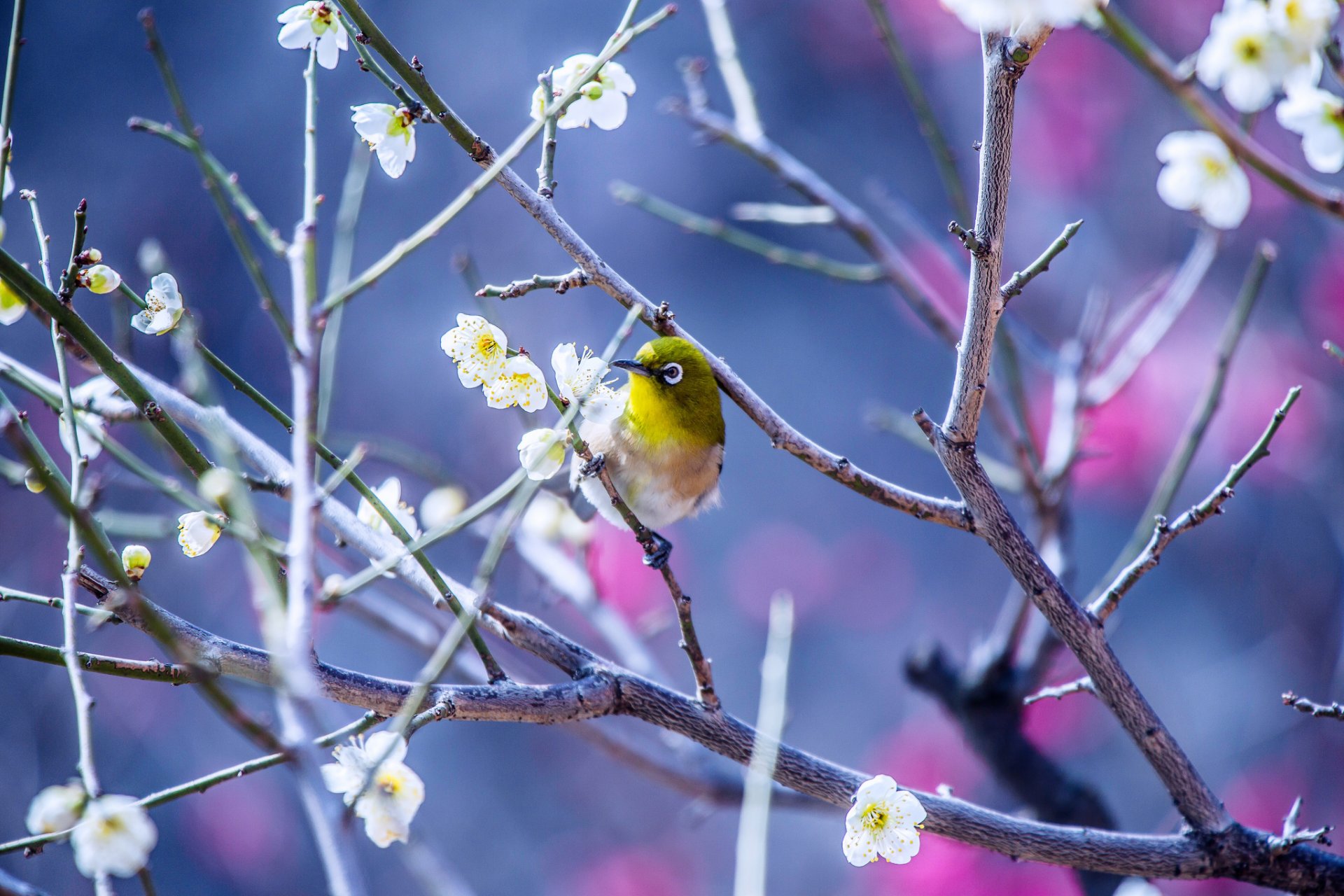 japanisches weißes auge vogel baum blumen zweige frühling natur