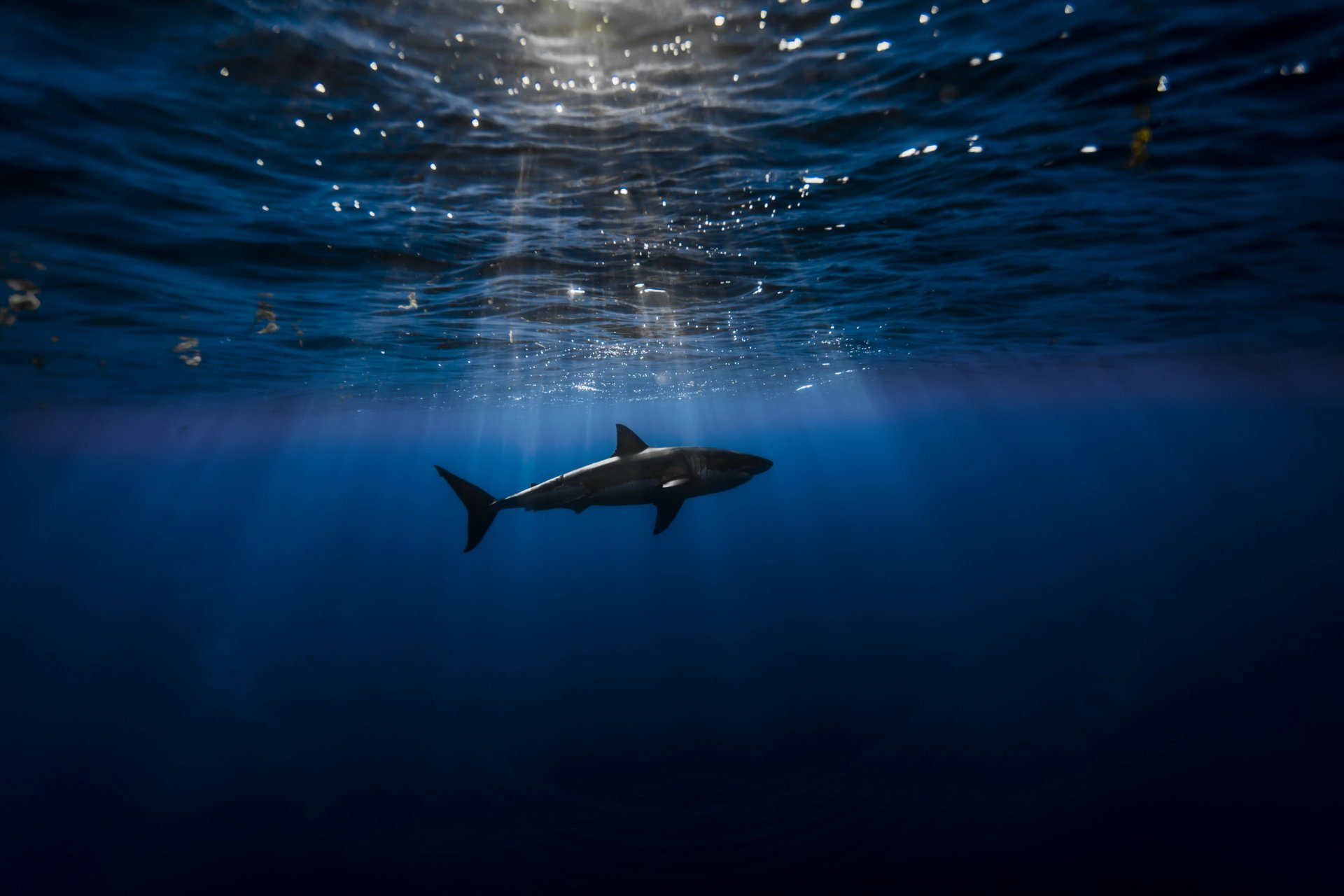 tiburón mar naturaleza