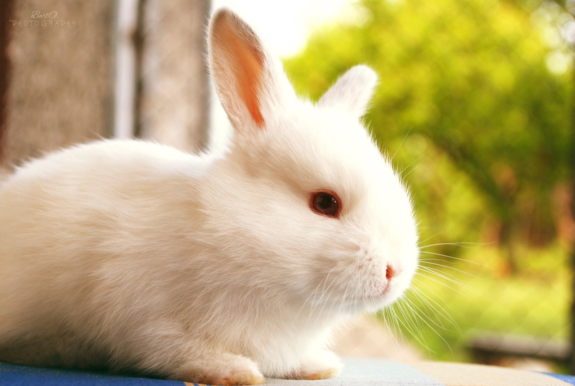 rabbit white nature blur