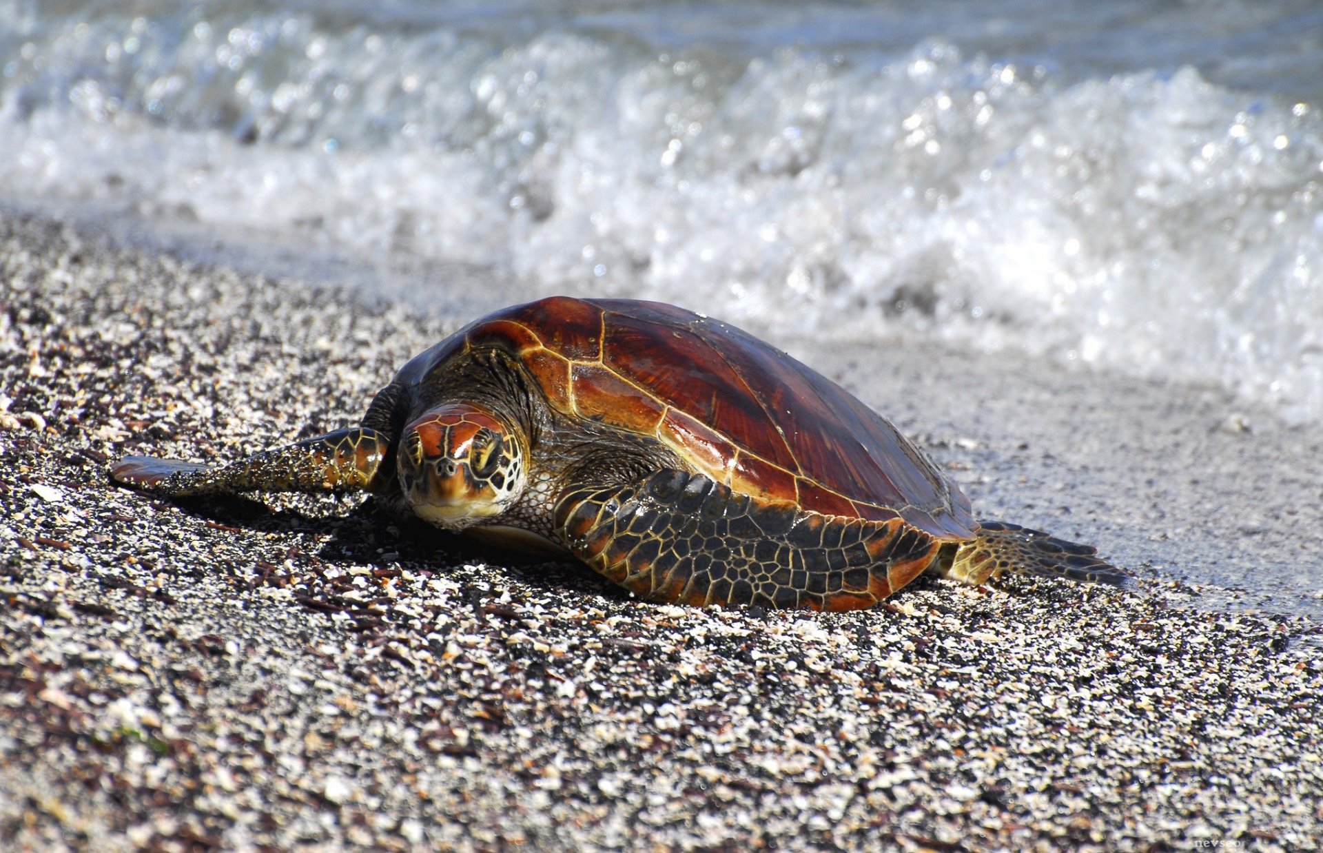 côte côte tortue palmes mer pierres cailloux