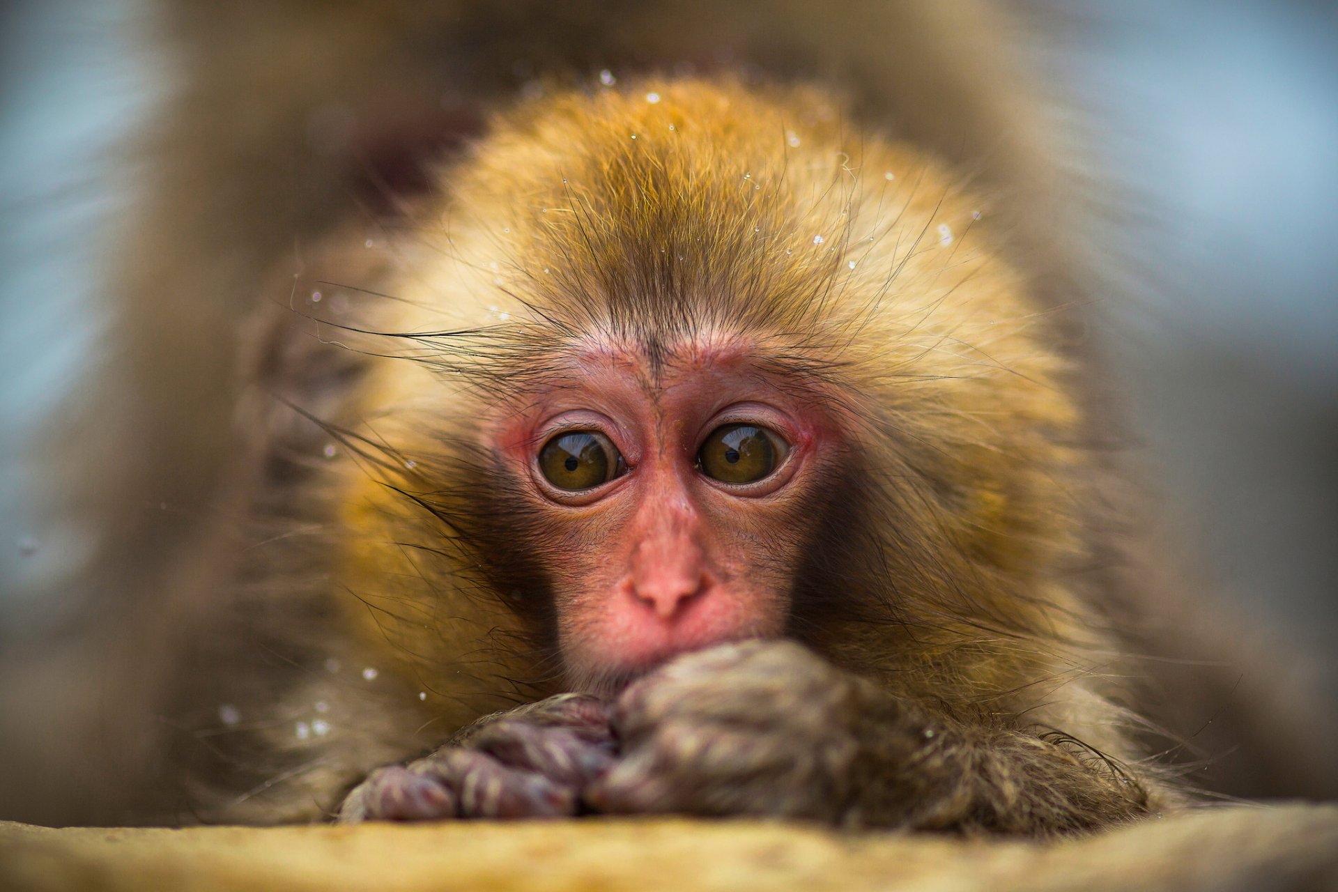 singe des neiges macaque japonais cub enfant en bas âge portrait