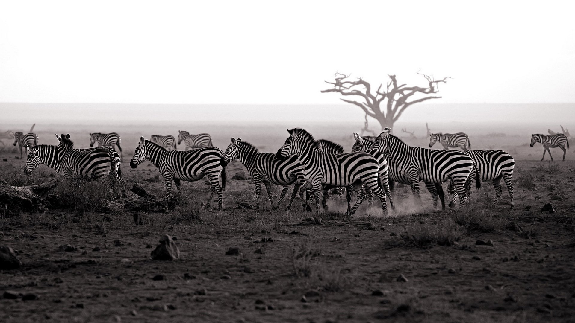 zebra nature background