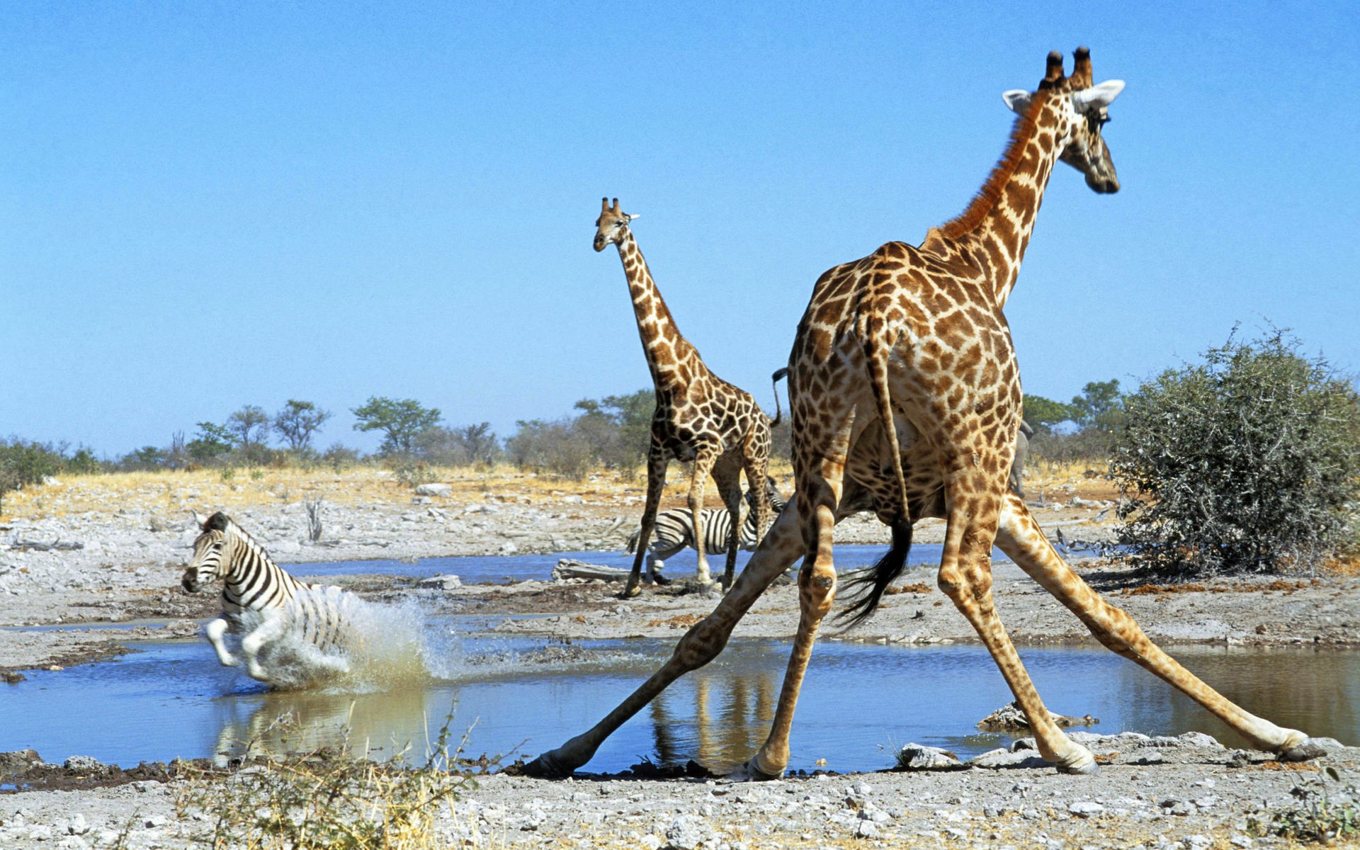 girafe zèbre afrique savane abreuvoir