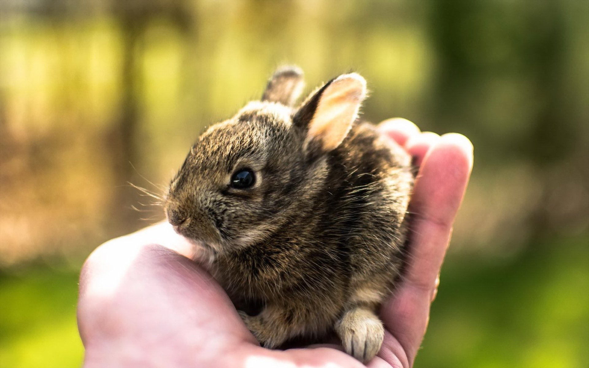 hare hand nature