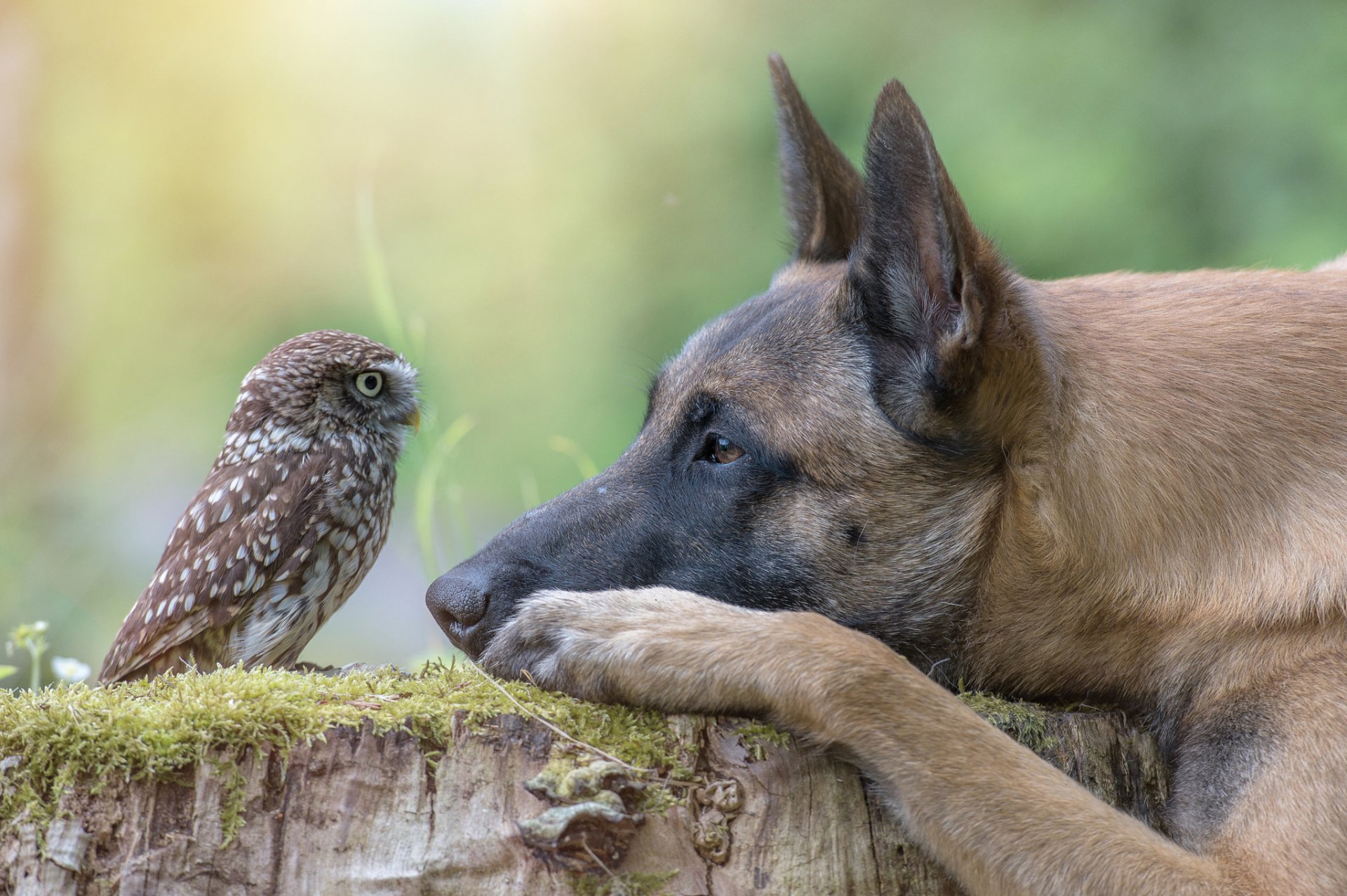 tier hund profil kopf stumpf vogel eule