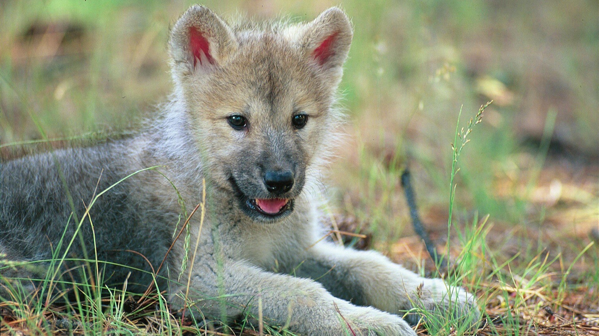 nature animaux loup enfant louveteau