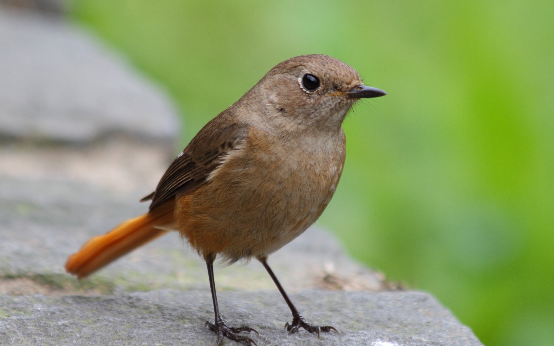 pájaro superficie macro piedra verde