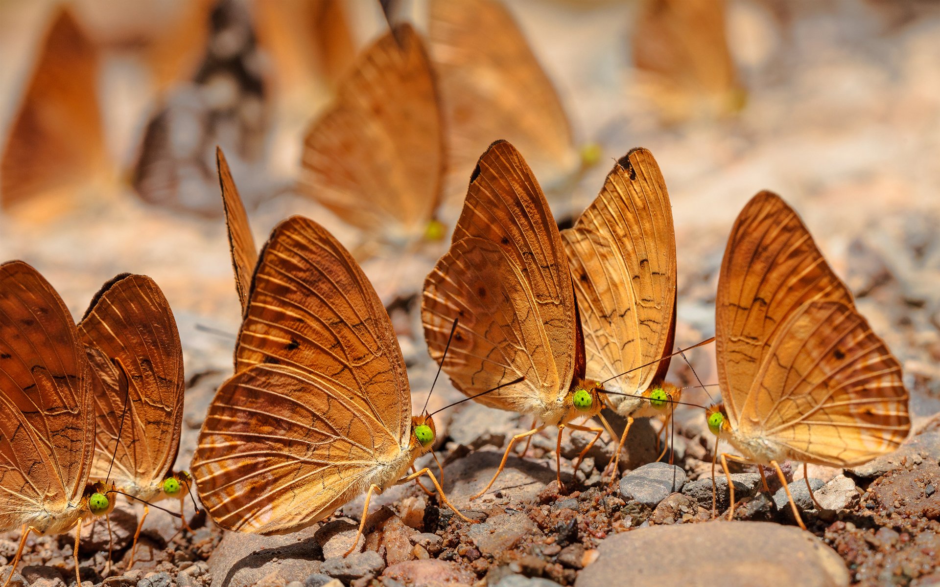 insectos mariposas piedras guijarros mucho tierra