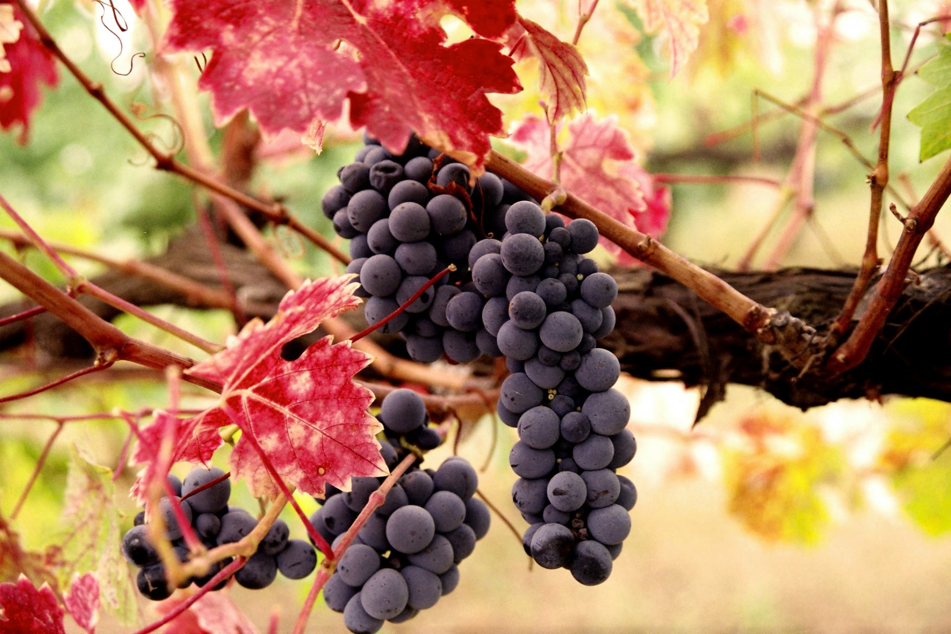 uva vite foglie frutti temporali bacche autunno raccolto