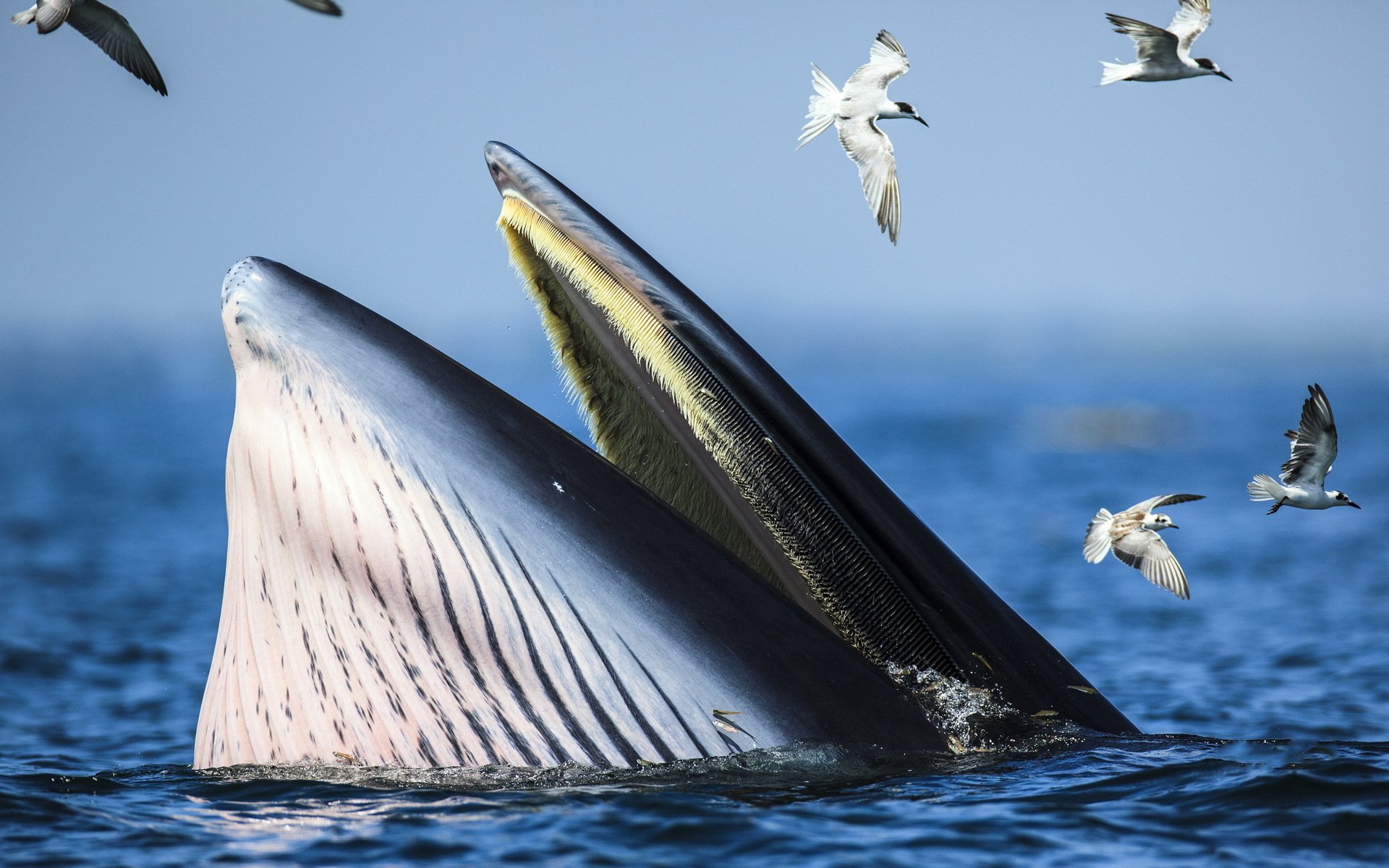 baleine oiseaux mer