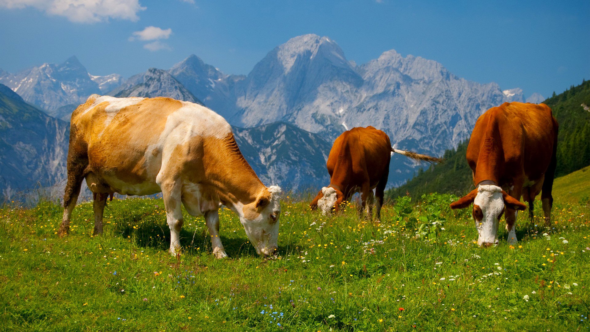 cow landscape sky mountain alps meadow gra