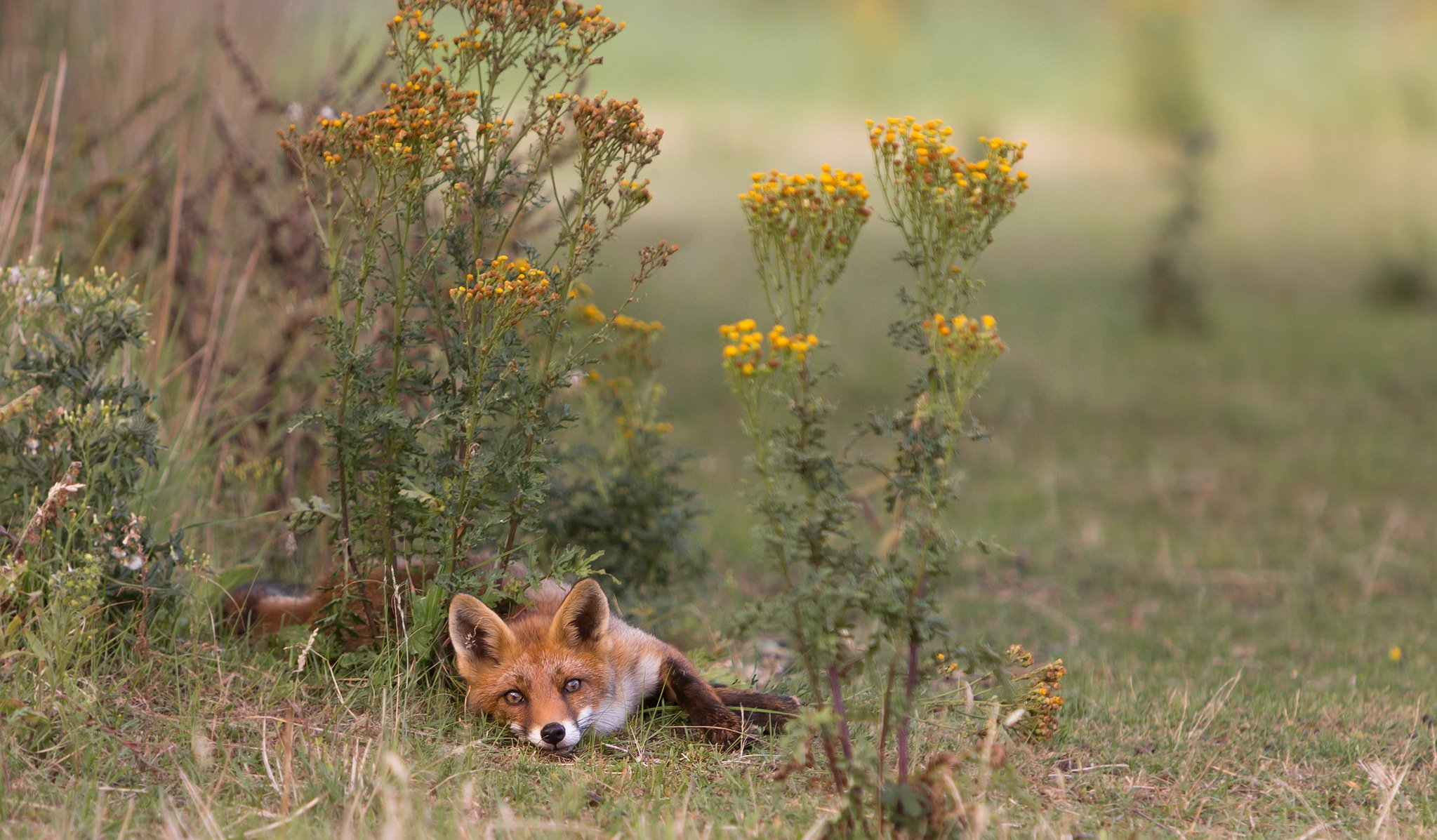 fox nature summer