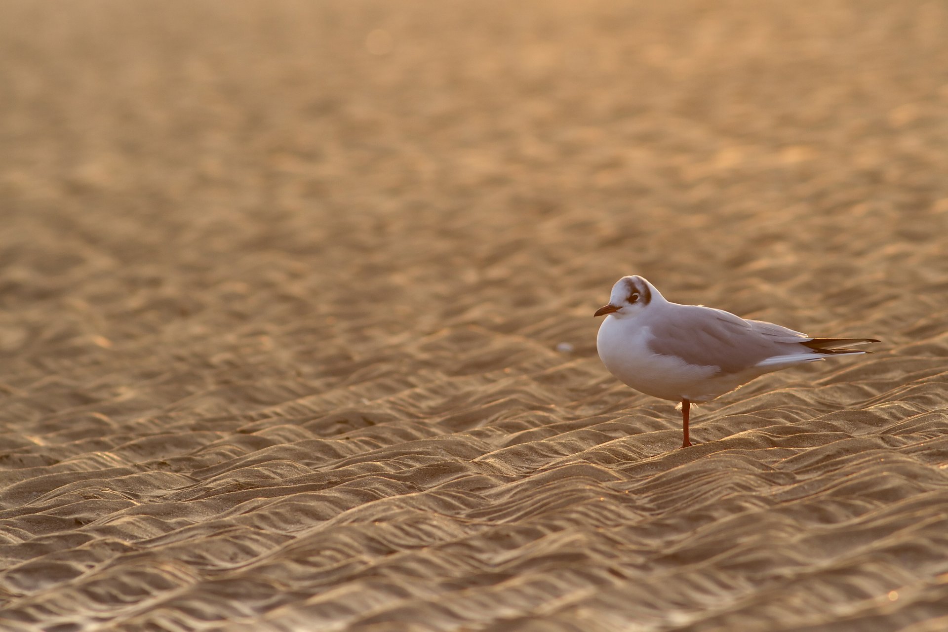 arena pájaro gaviota