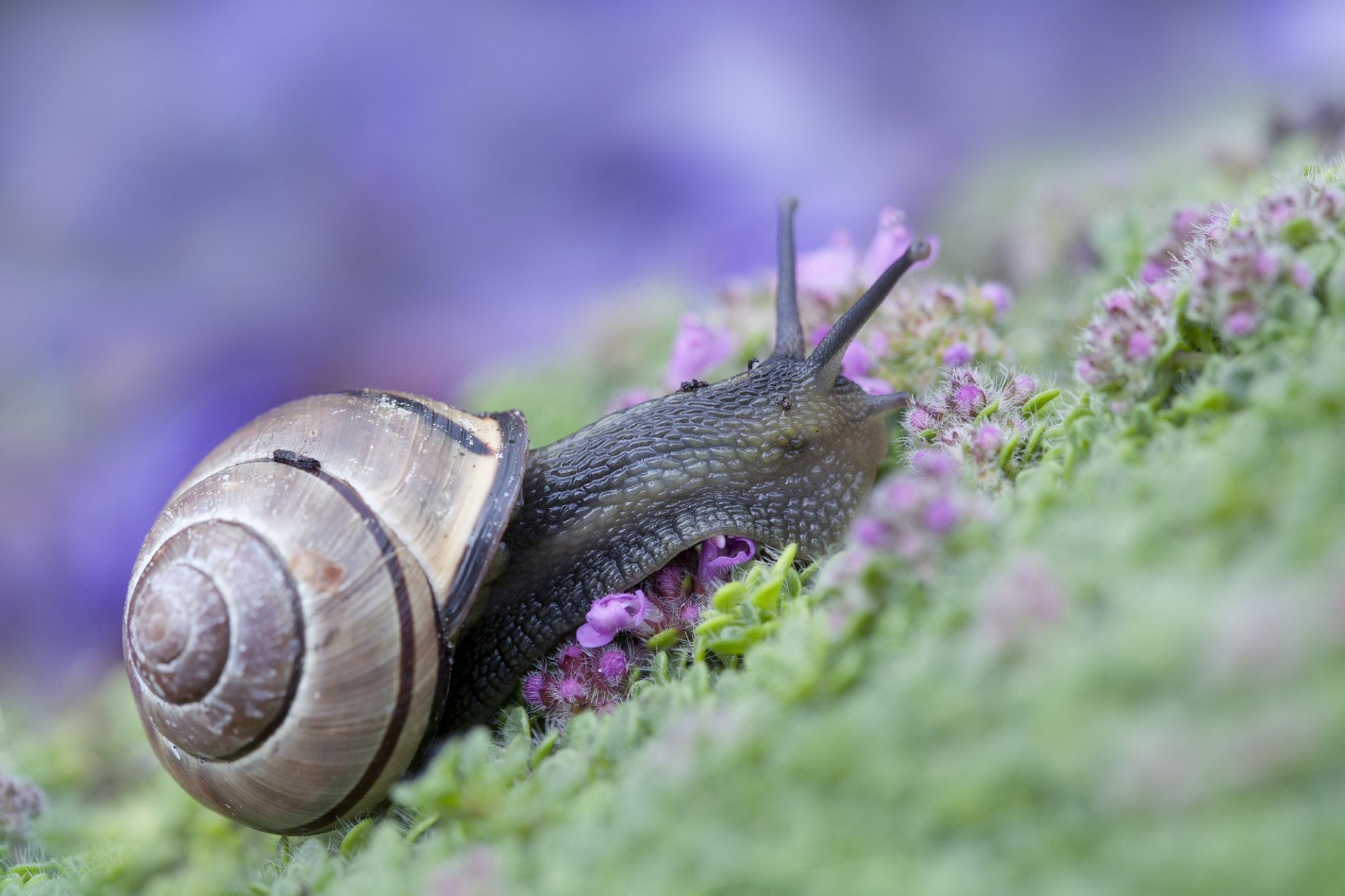 lumaca conchiglia erba