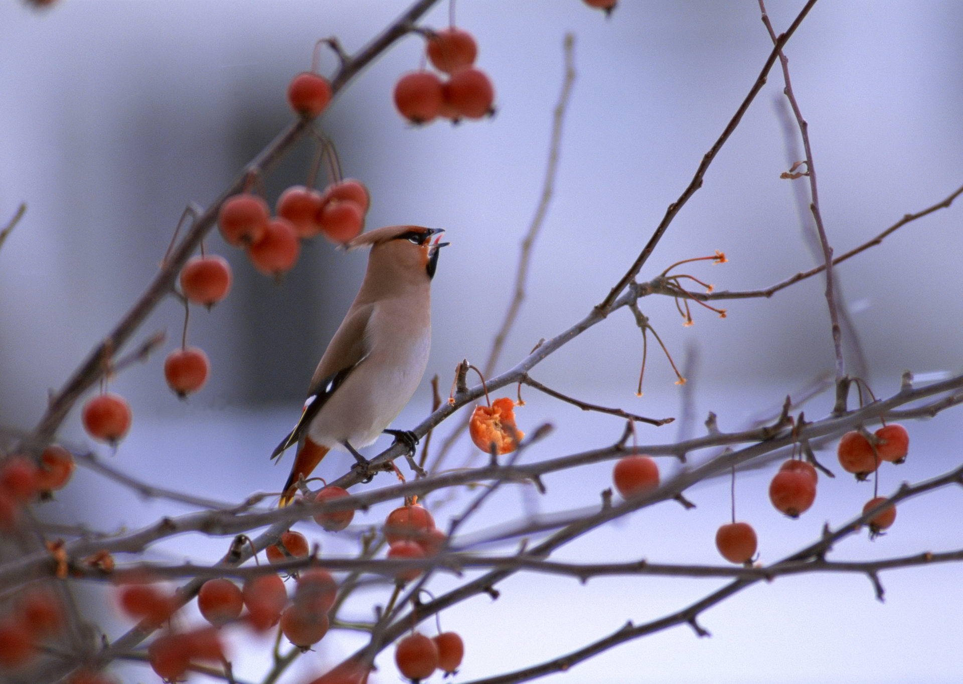 vogel vogel zweige beeren pfeife