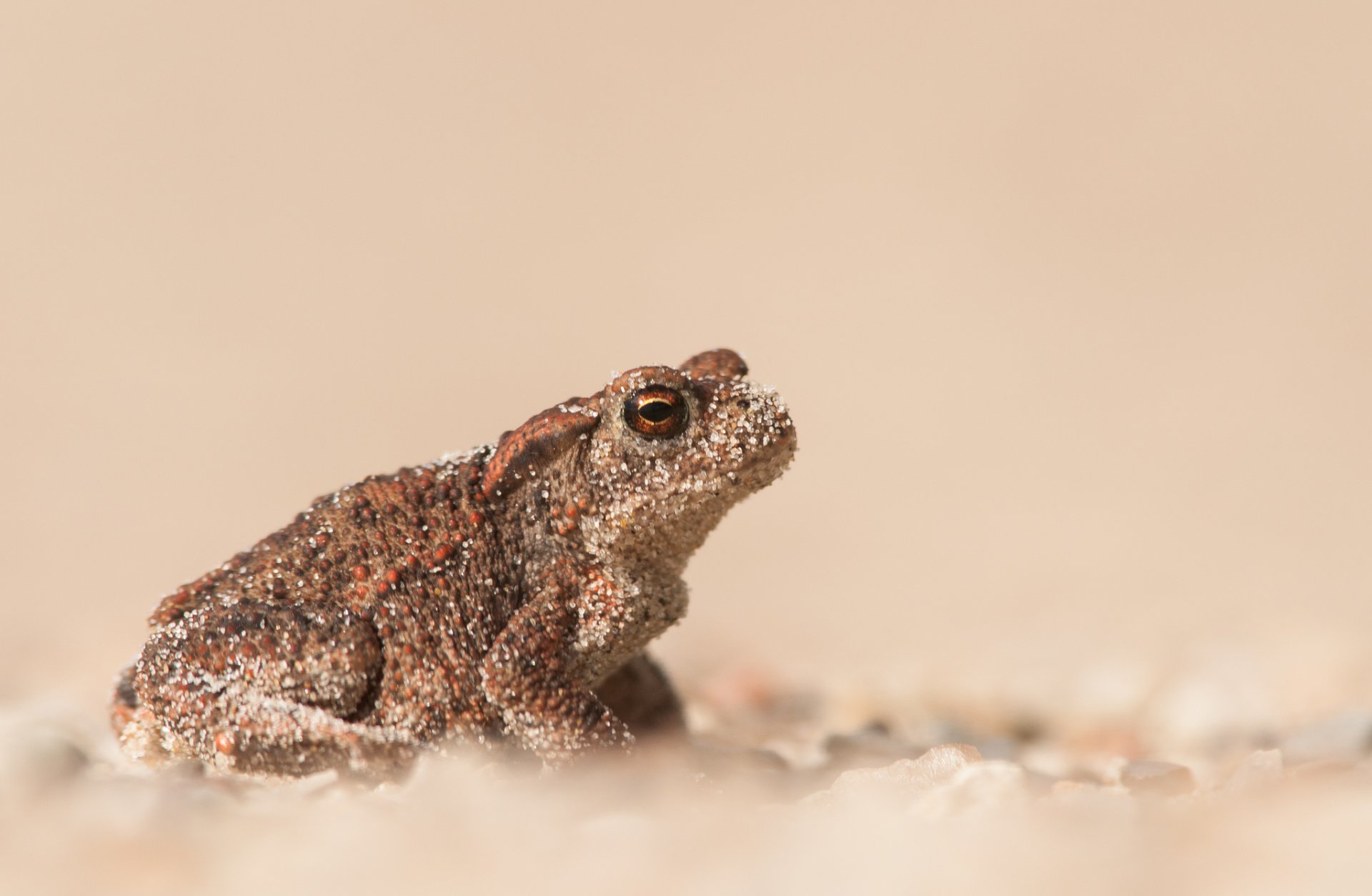 frosch kröte sand unschärfe bokeh