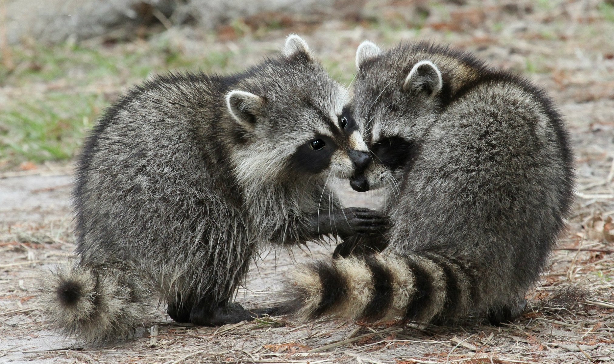 ratons laveurs couple chattes