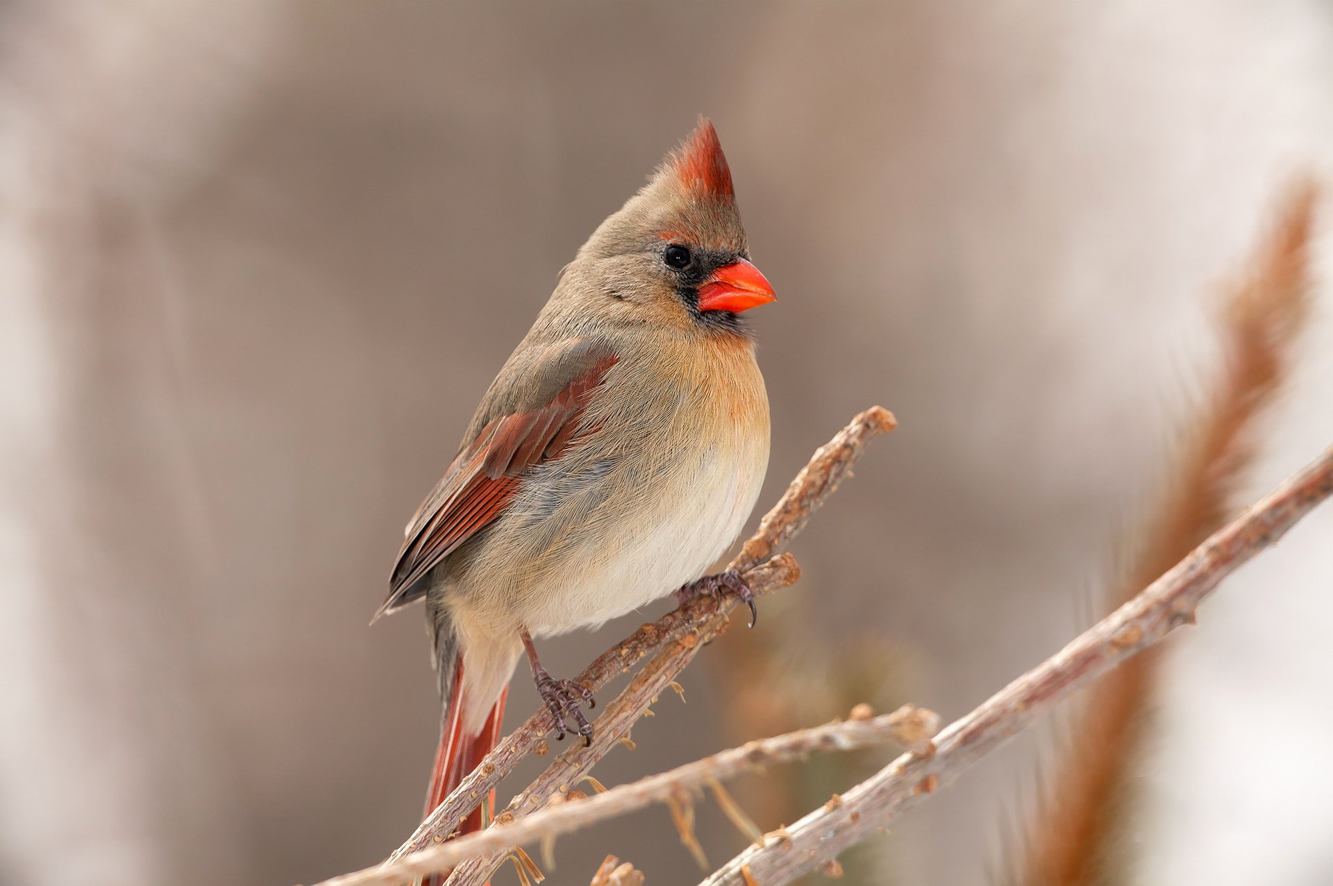 oiseau cardinal bec plumes branche