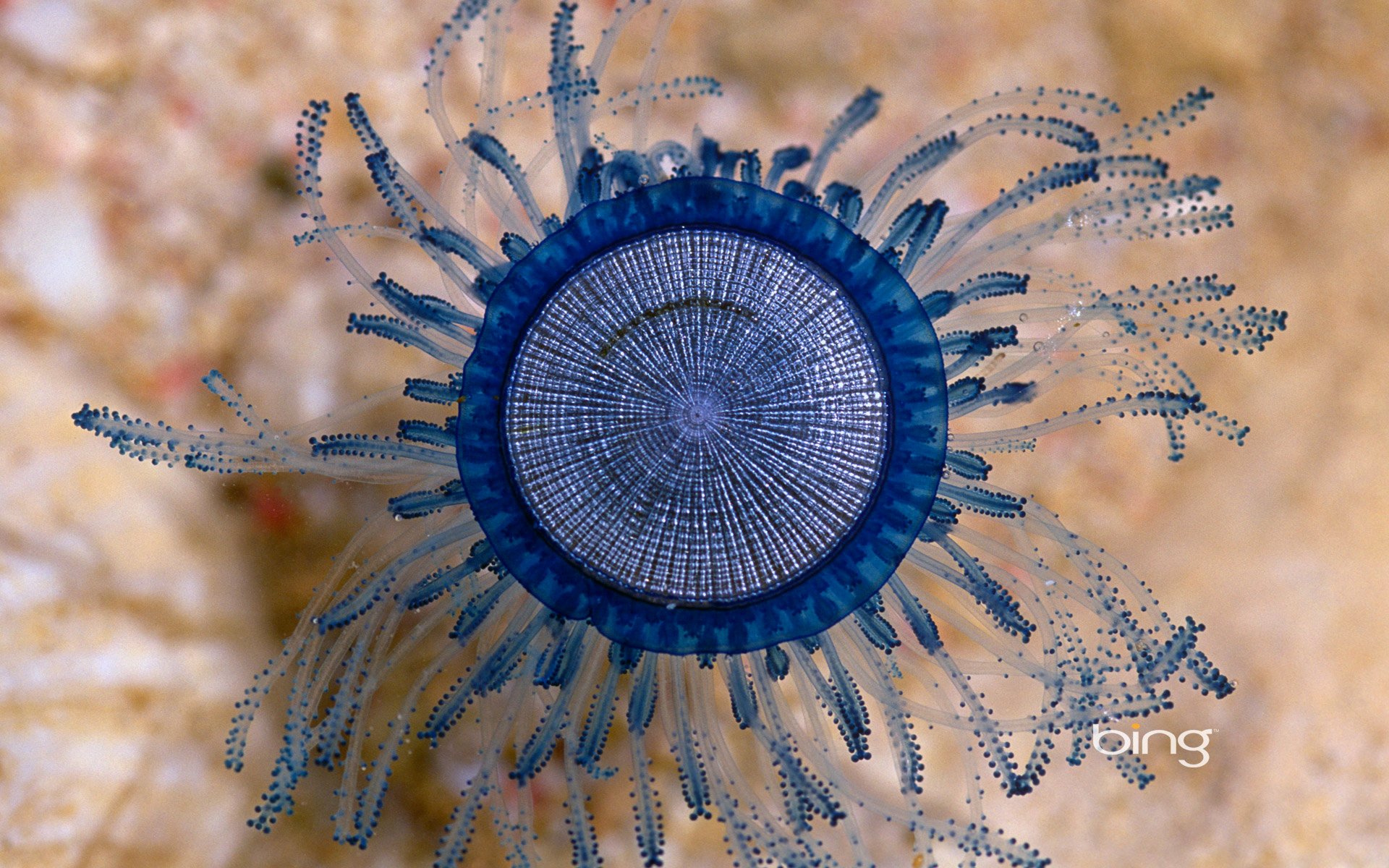 isole cayman caraibi medusa mare oceano