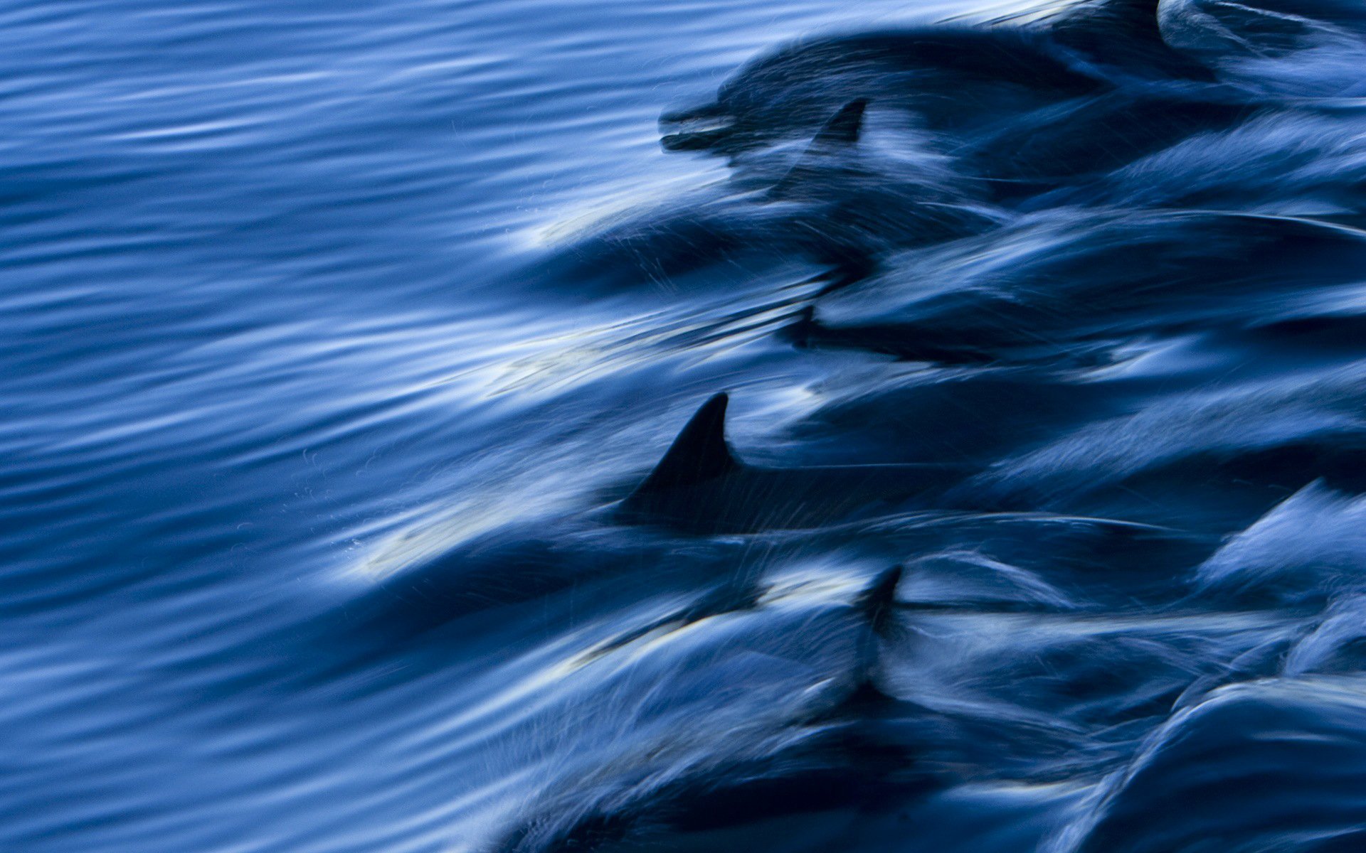 delfines agua mar velocidad salpicaduras