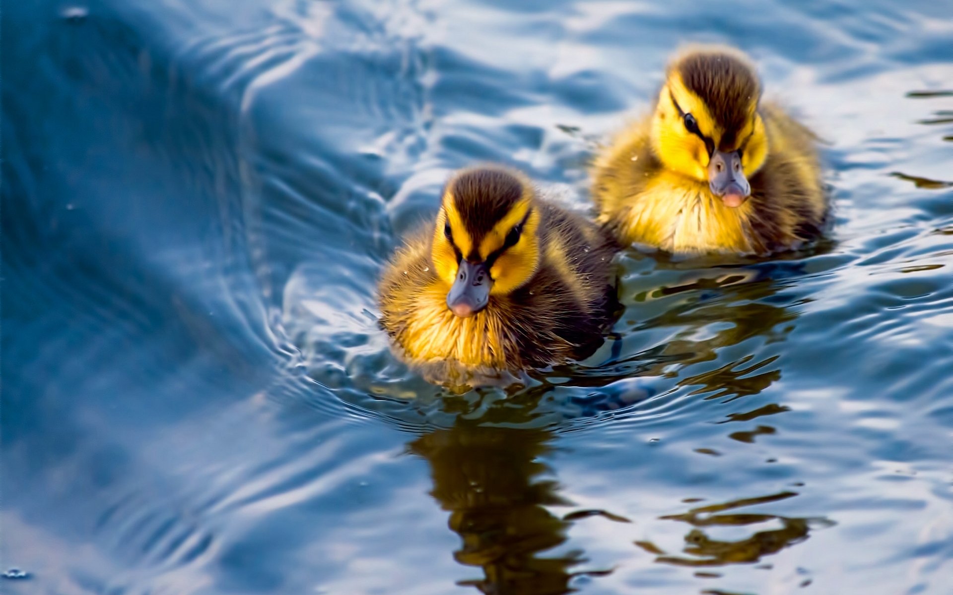 enten entenküken küken paar wasser