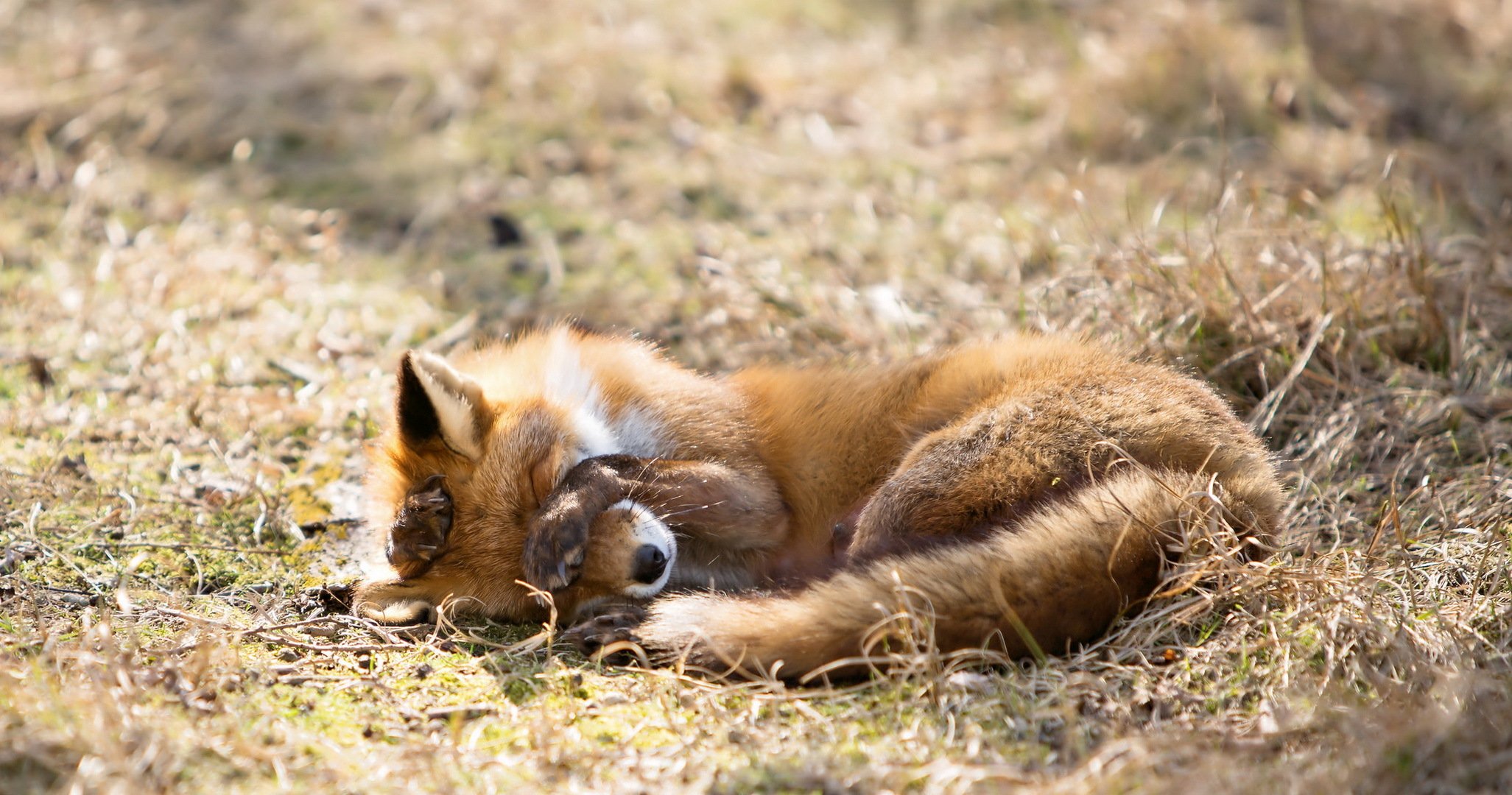 fox nature background