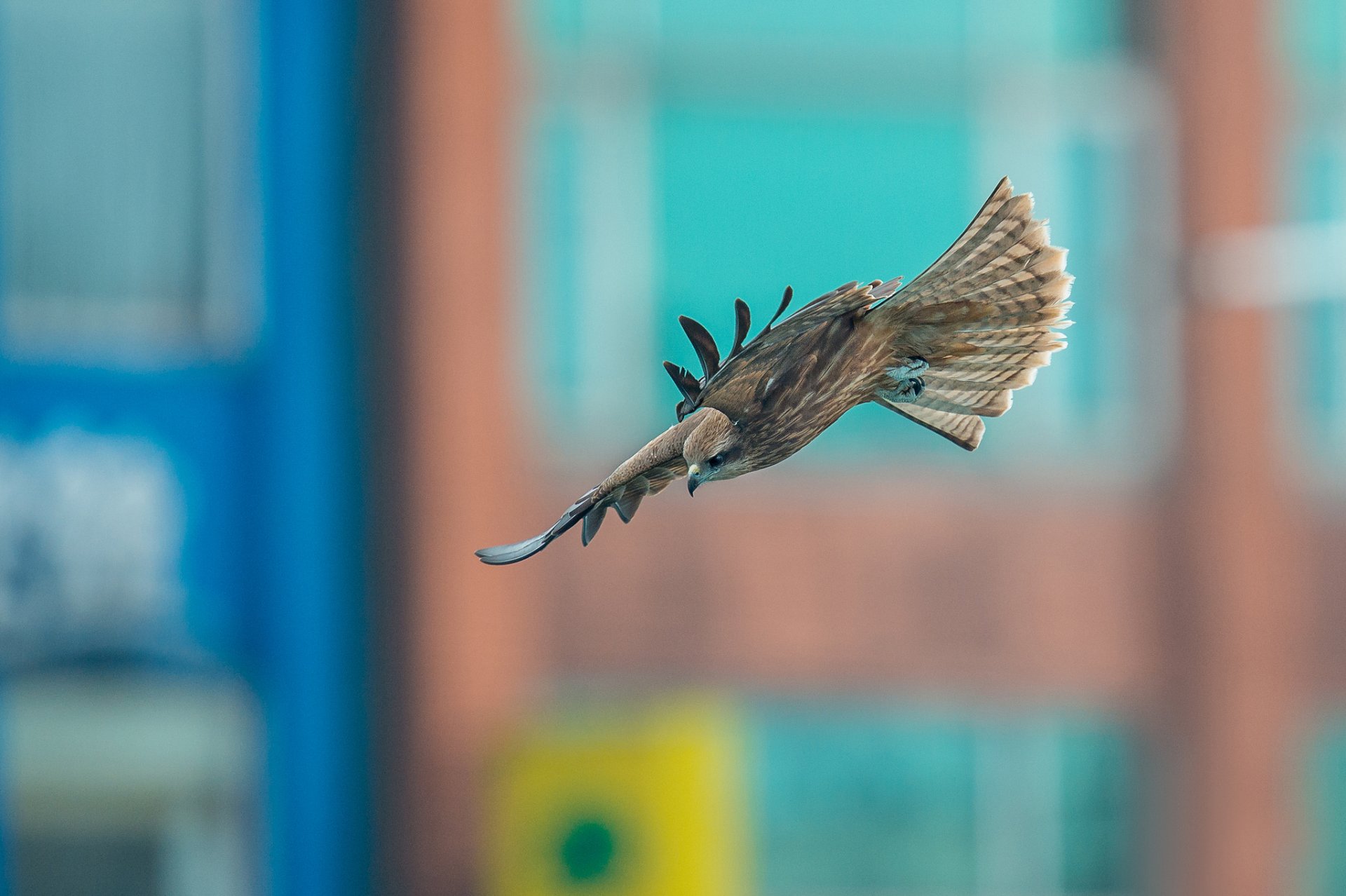 oiseau prédateur faucon vol fond