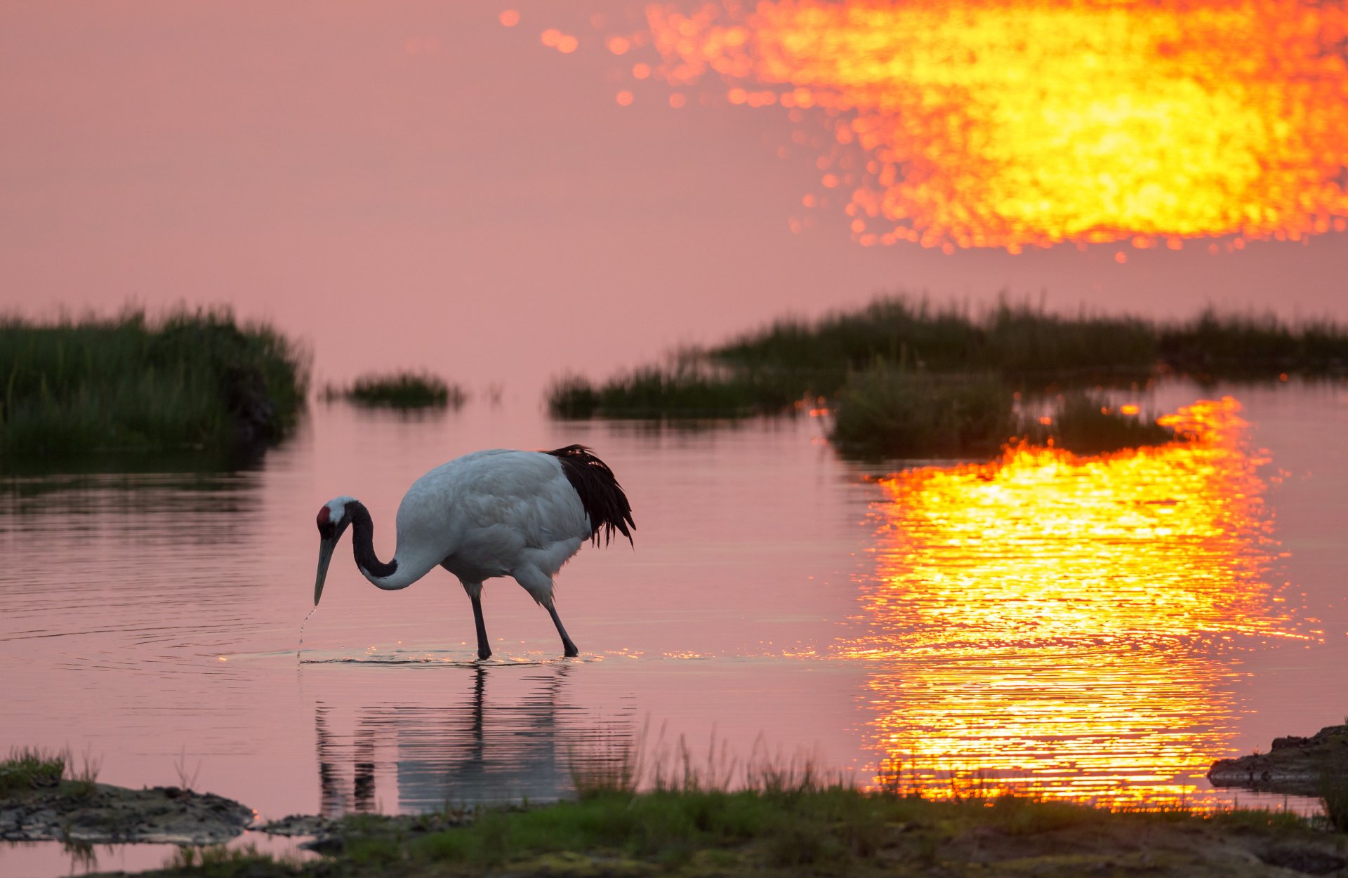 poultry crane lake beach grass sunrise morning