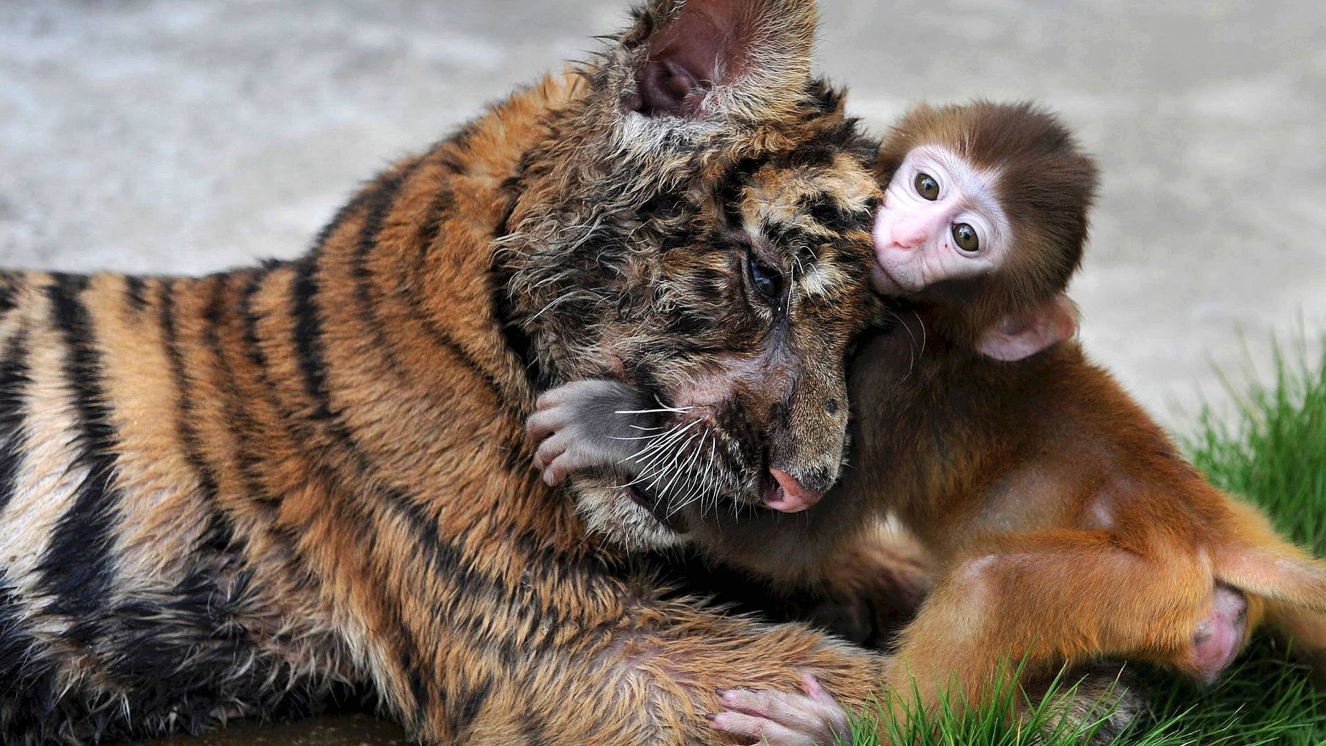 tigre mono abrazo en hierba