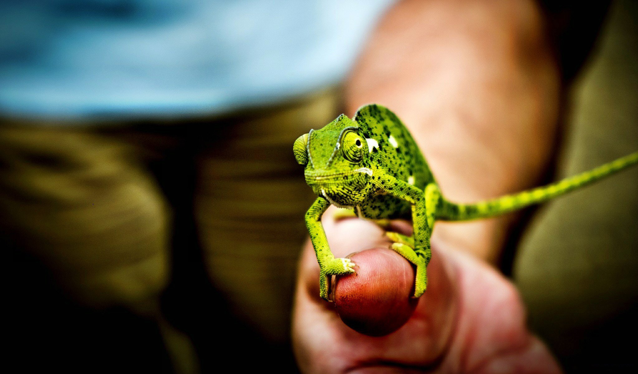 kameleon ręka dłoń palce oczy ogon makro