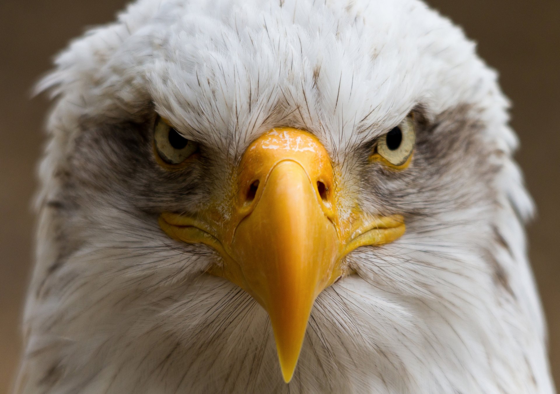 poultry beak portrait